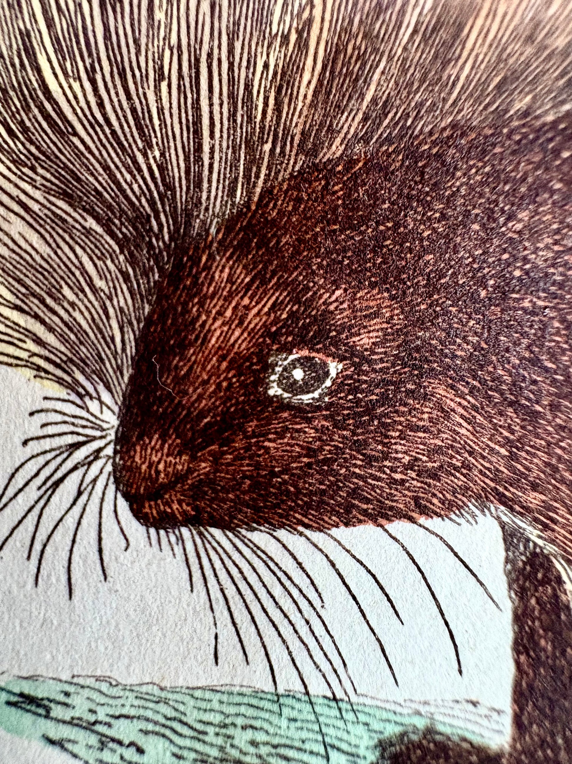 1830s Copperplate engraving, hand coloured,French, Porcupine, framed art, antique