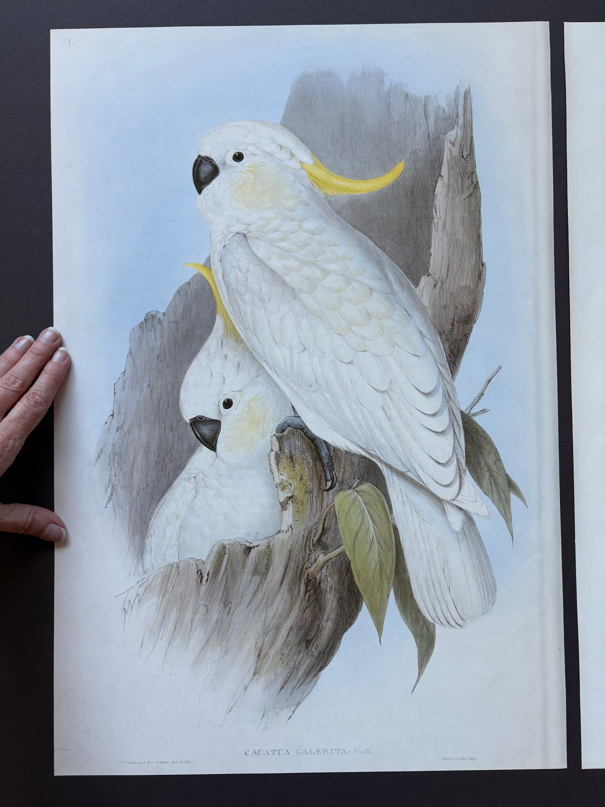 1989 Authentic limited Edition Gould print, White Cockatoo, vintage art
