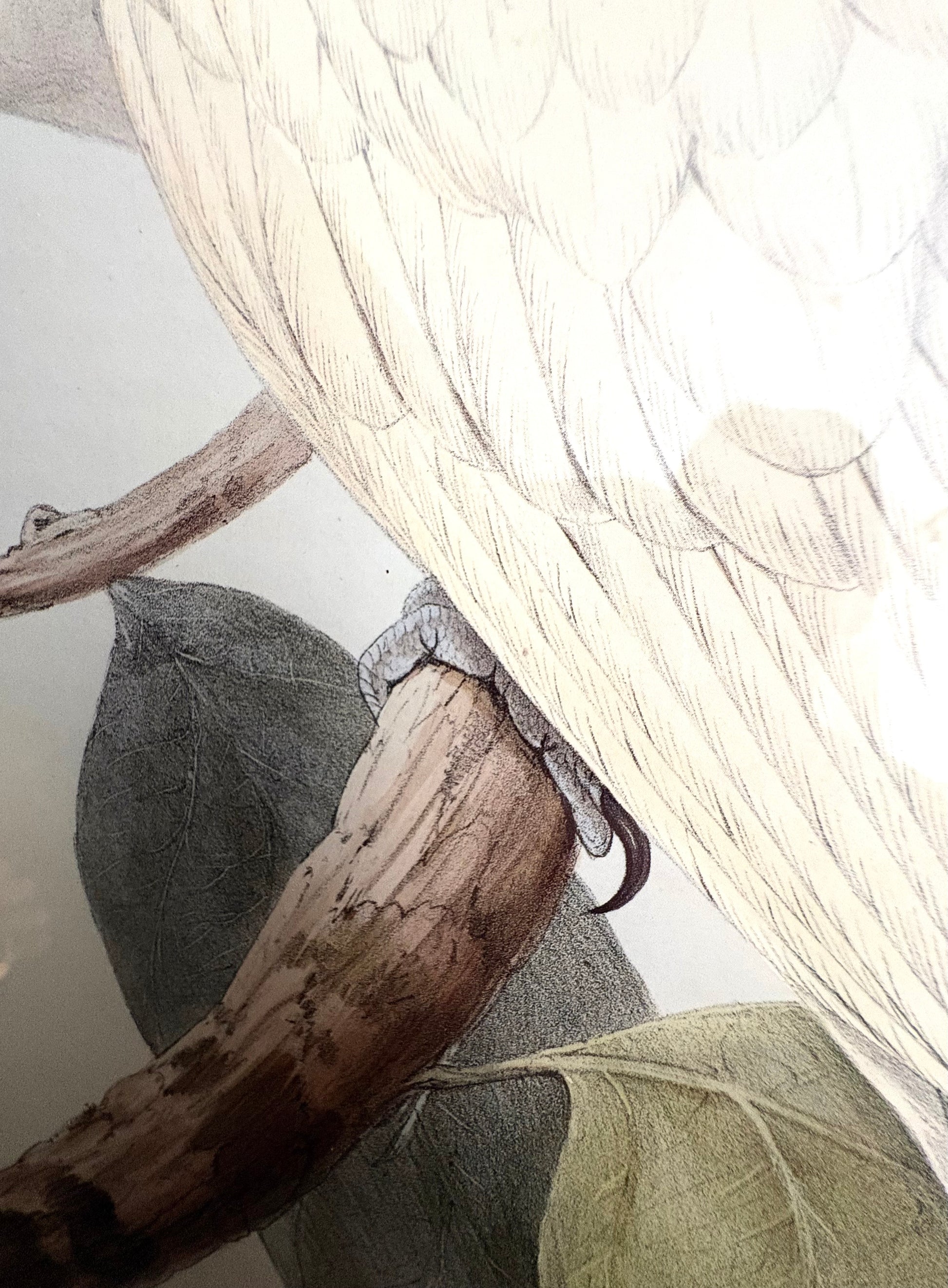 1989 Authentic limited edition 64/500 Gould print, Cockatoo, vintage art