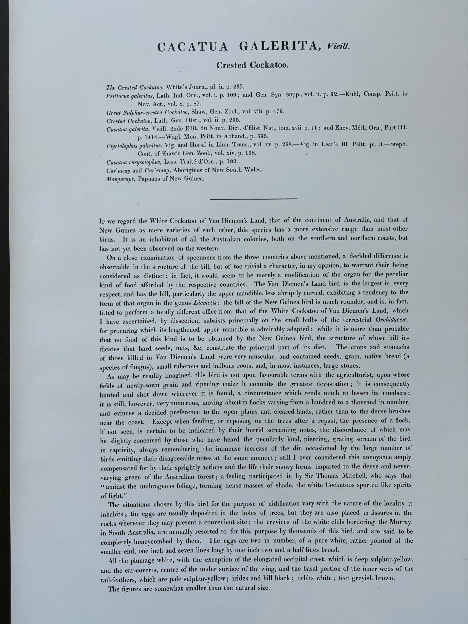 1989 Authentic limited Edition Gould print, White Cockatoo, vintage art