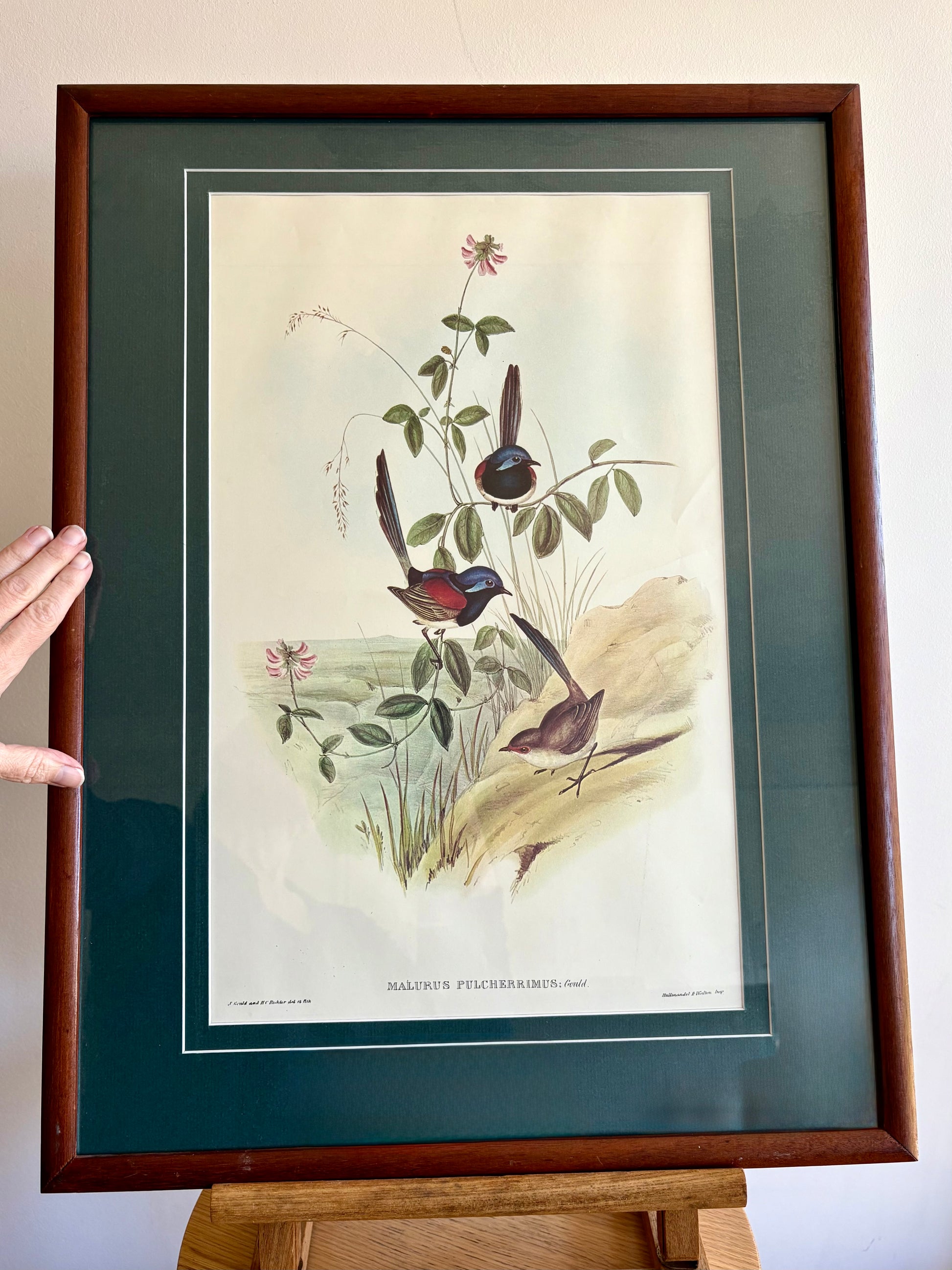 Gould "Birds of Australia" 1972 print of Blue Wrens, vintage framed art
