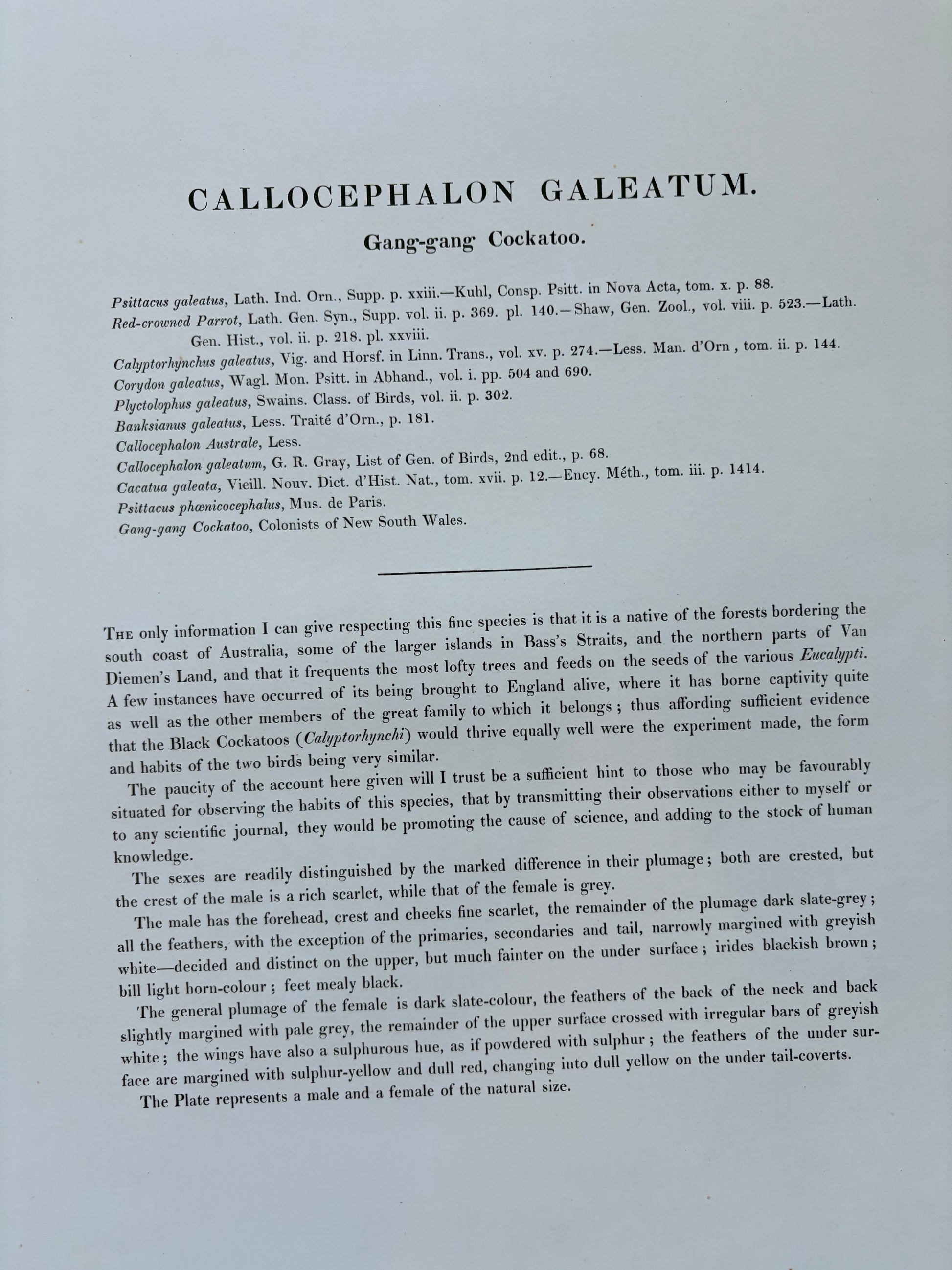 1989 Authentic limited Edition Gould print, Gang Gang Cockatoo, vintage art