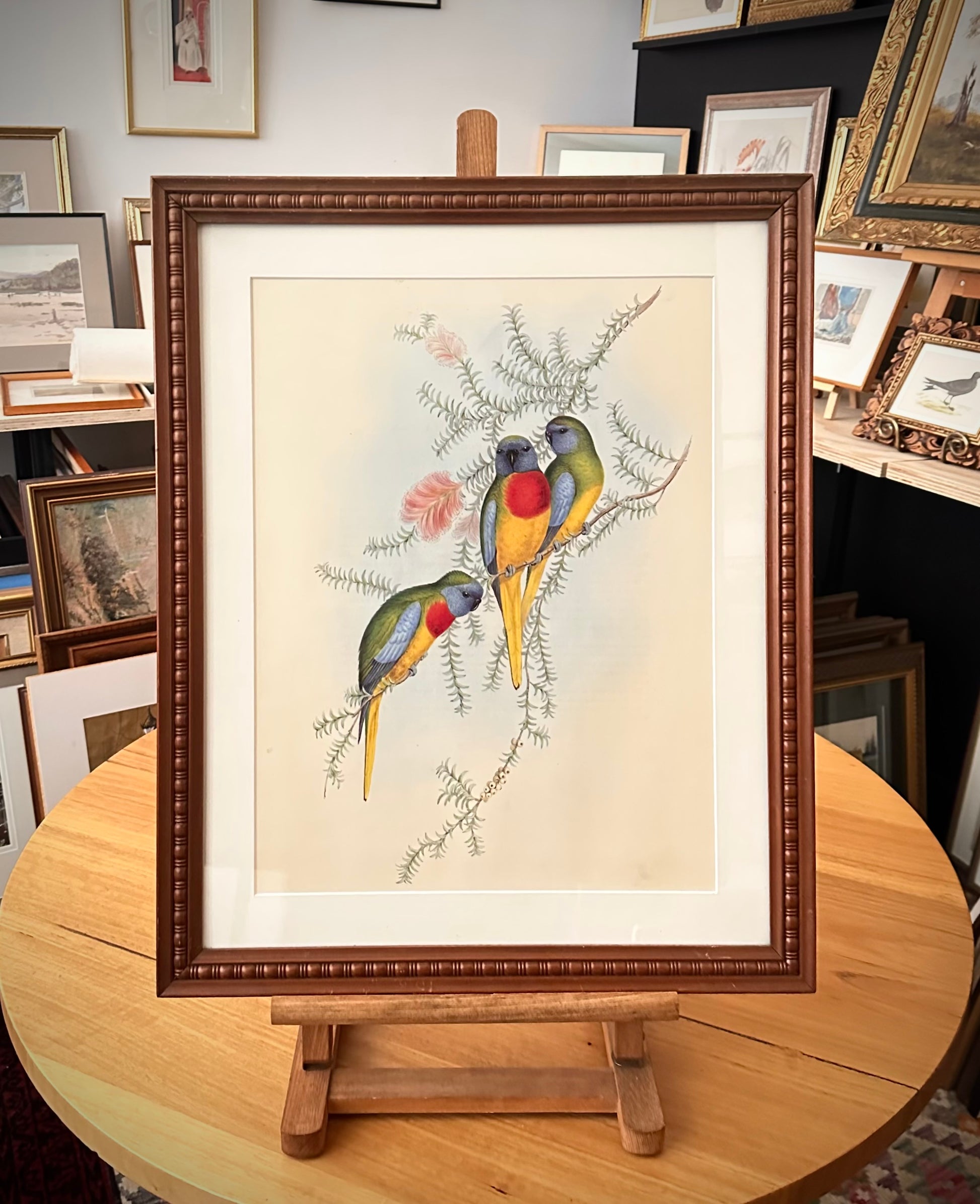 1989 Authentic limited Edition Gould print, Parakeet, vintage art