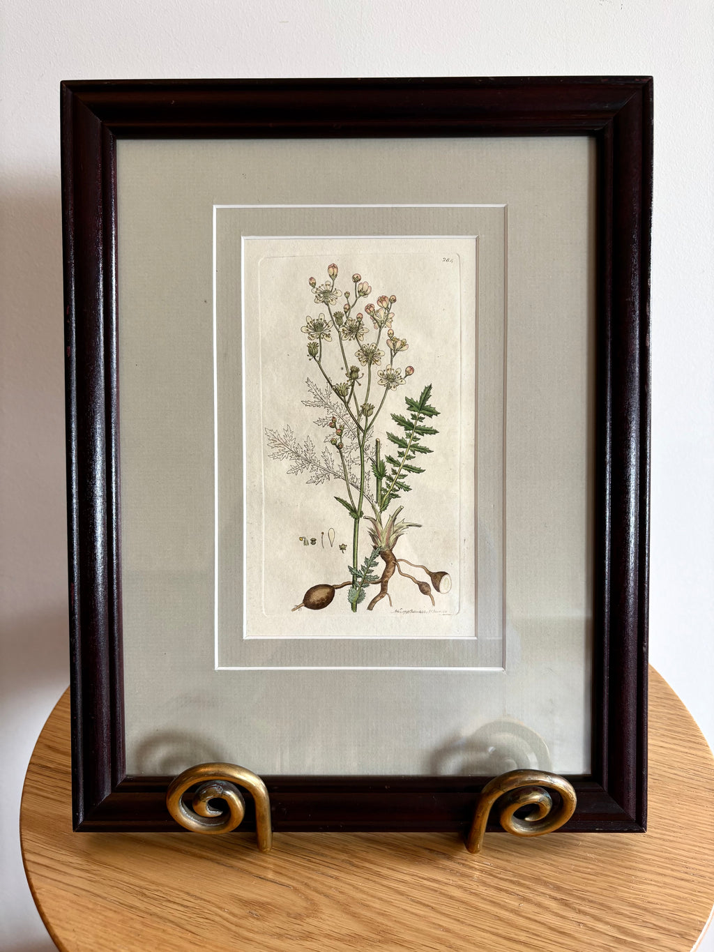 1795 Genuine antique botanical art engraving, hand painted, framed art, flower