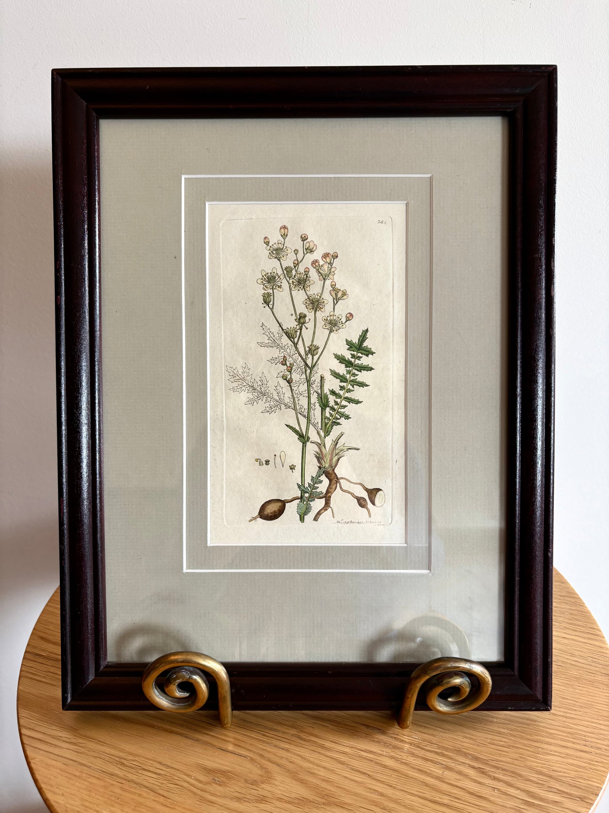 1795 Genuine antique botanical art engraving, hand painted, framed art, flower