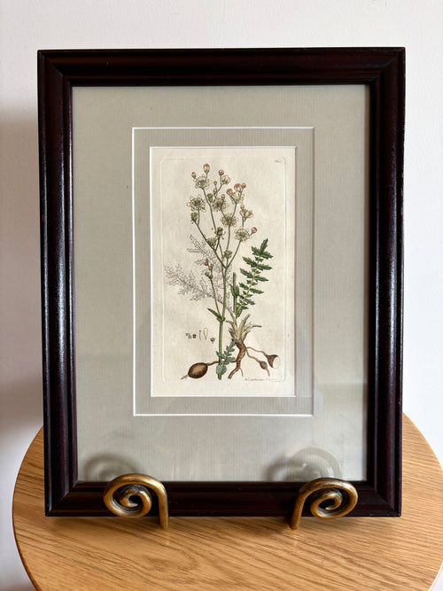 1795 Genuine antique botanical art engraving, hand painted, framed art, flower