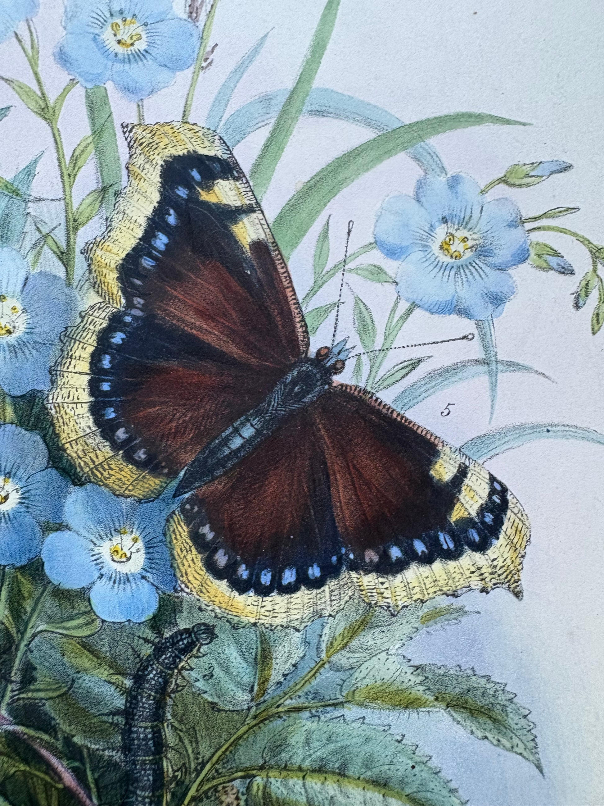 1840s Genuine antique butterfly lithograph with hand colouring, flowers, vintage art