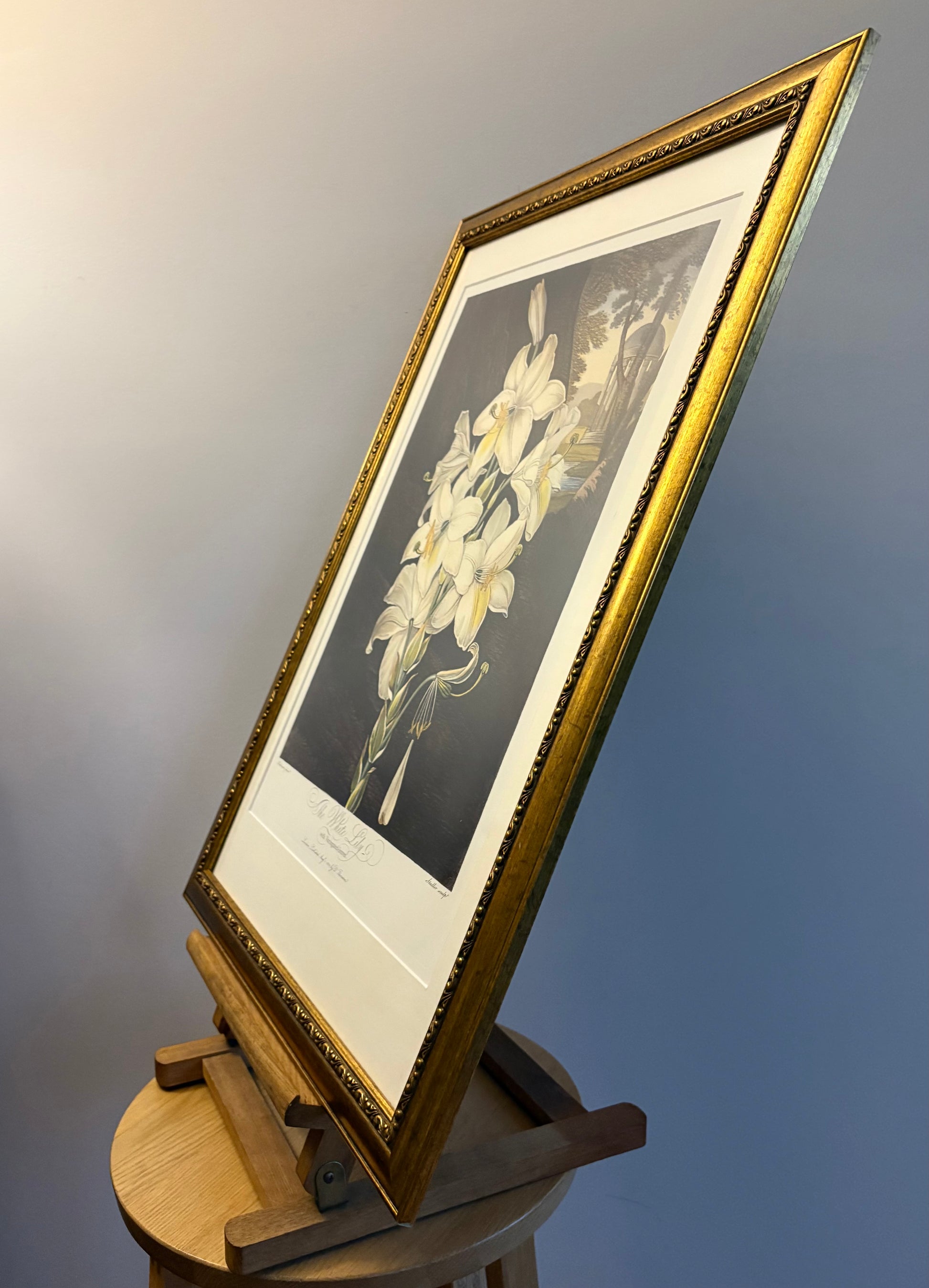 Framed large White Lily print, Temple of Flora, Robert Thornton, quality framed art