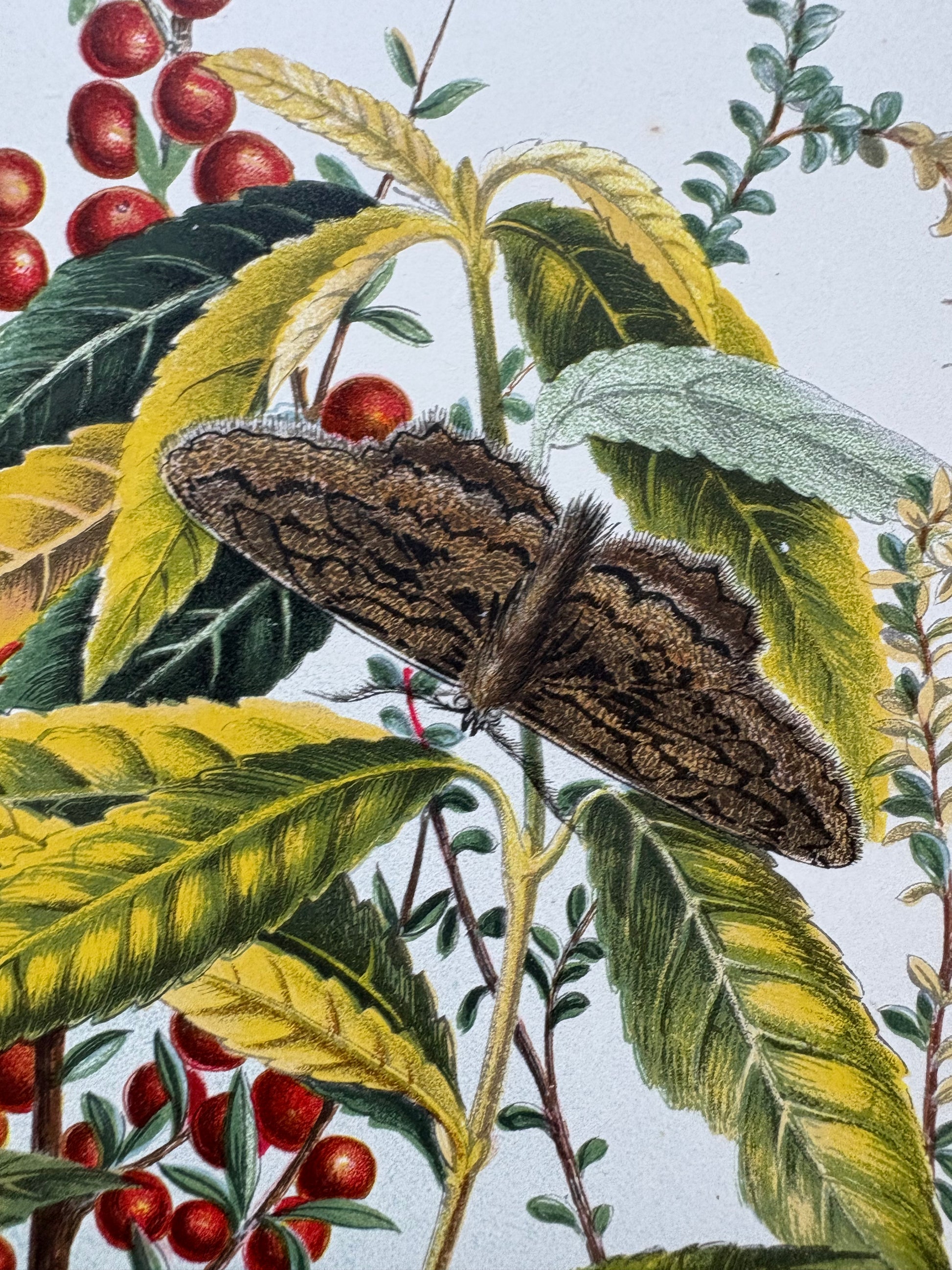 1891 Antique chromolithograph, Louisa A Meredith, Australian, botanical art