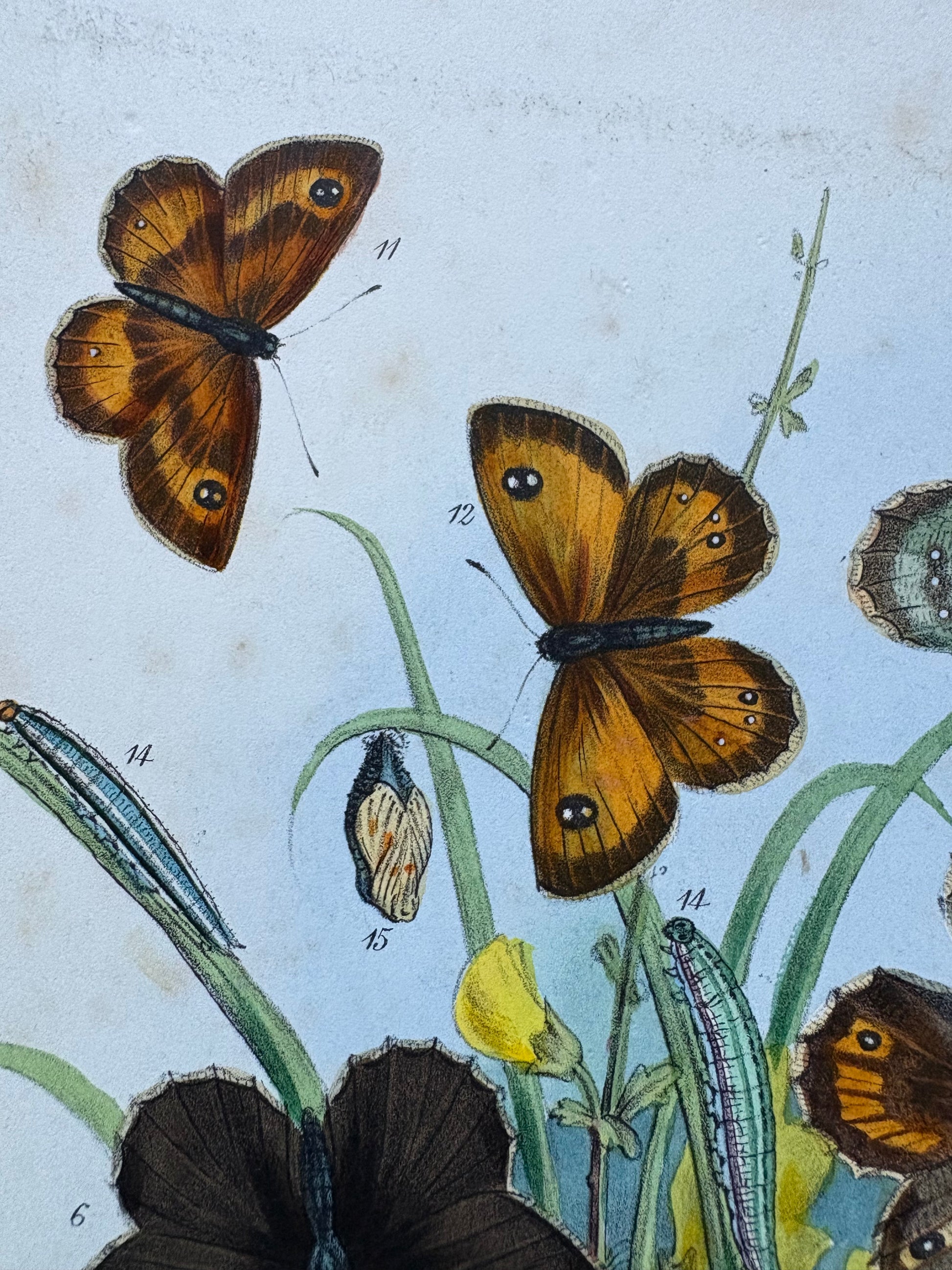 1840s Genuine antique butterfly lithograph with hand colouring, flowers, vintage art