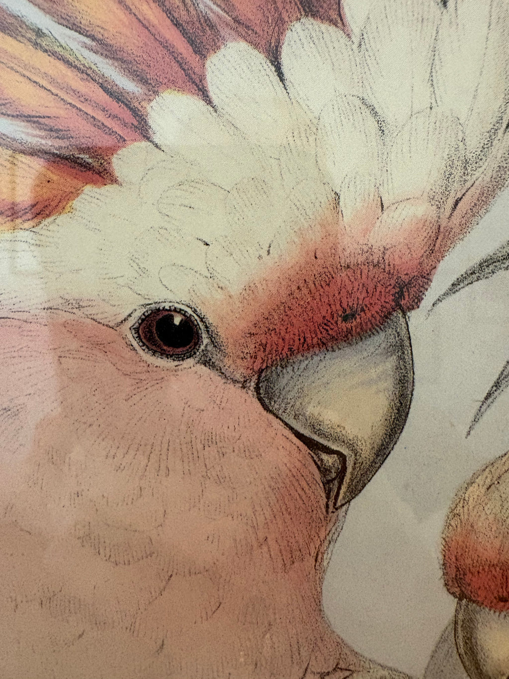 1989 Authentic limited Edition Gould print, Pink Cockatoo, vintage art