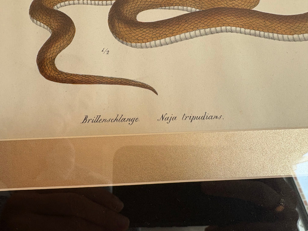 1820s original copperplate engraving, Cobra, snake, hand-coloured, antique framed art