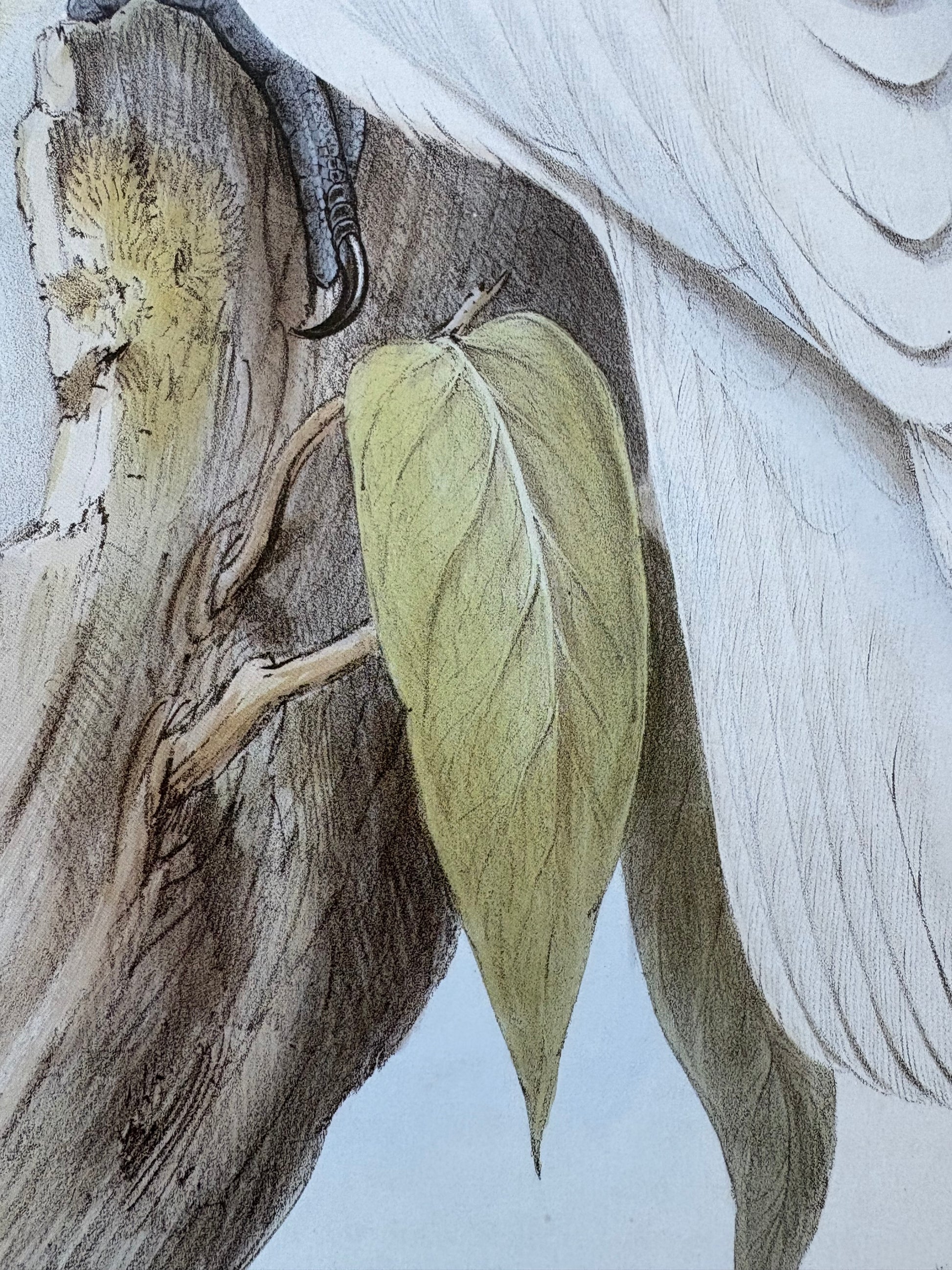 1989 Authentic limited Edition Gould print, White Cockatoo, vintage art