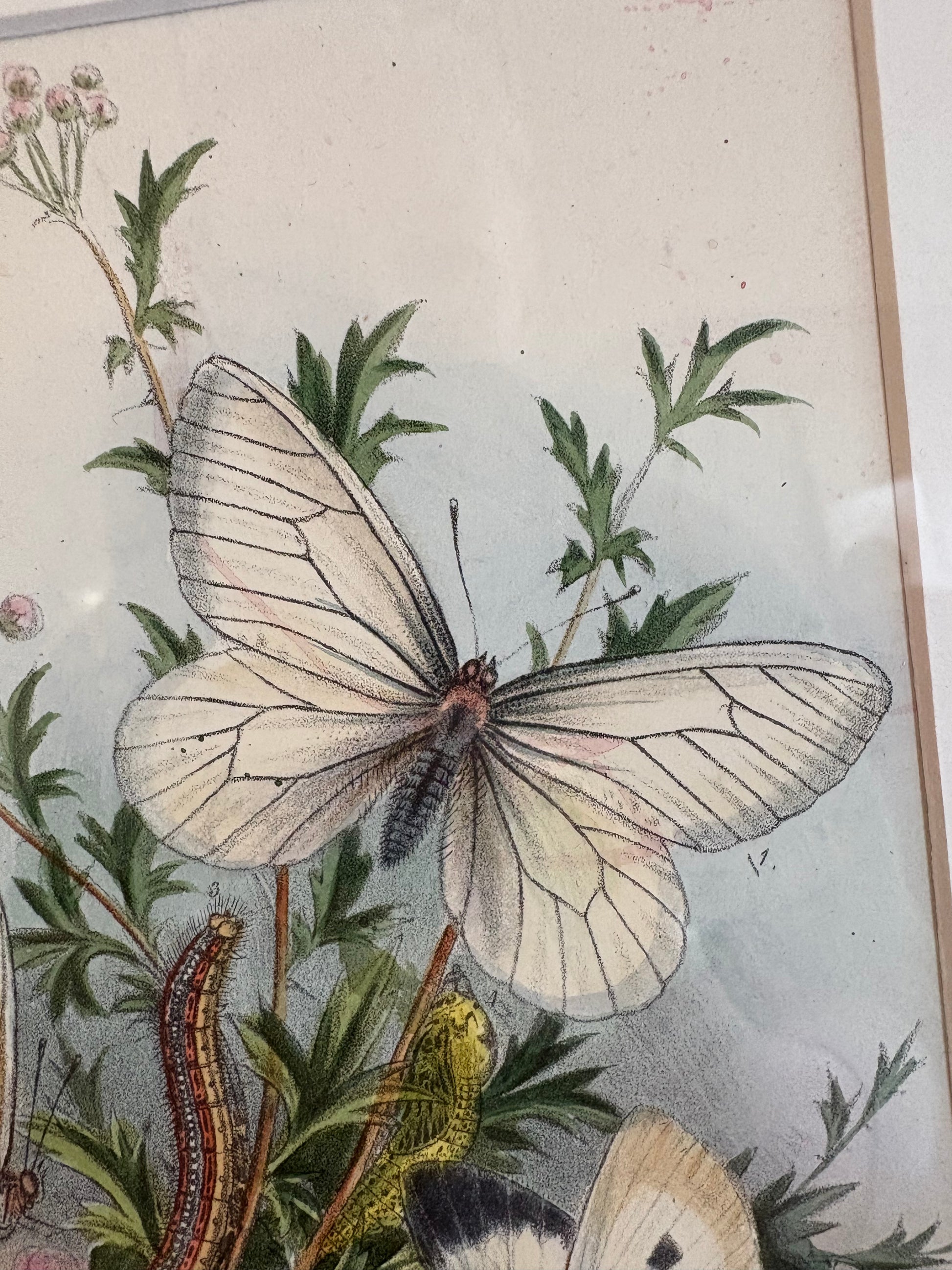 1859 Genuine antique butterfly lithograph with hand colouring, flowers, vintage framed art
