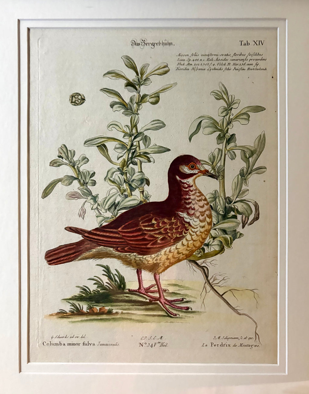 1760s Genuine antique, Bird, engraving, hand coloured, carved frame, original vintage art
