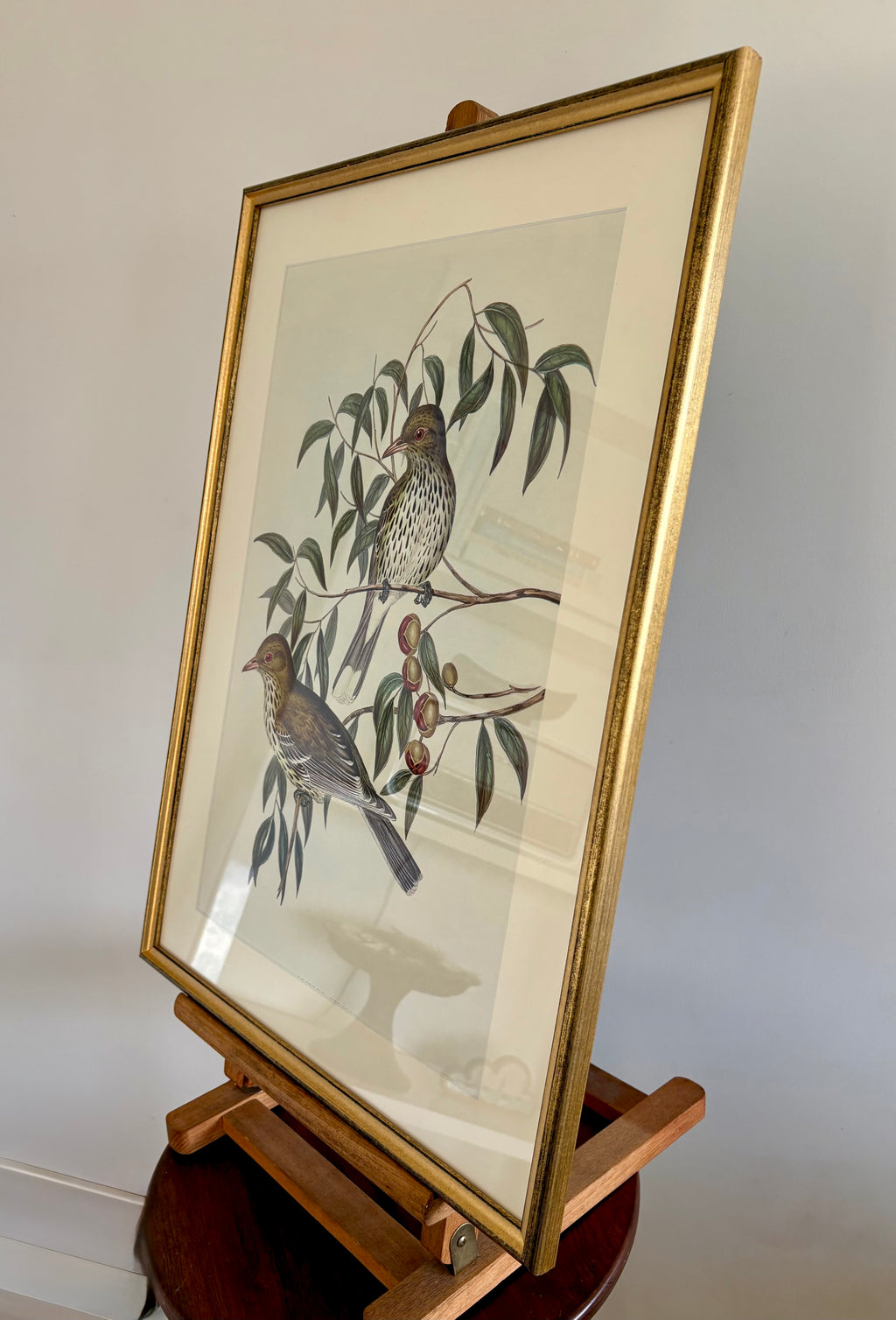 Gould "Birds of Australia" 1970s print, vintage framed art