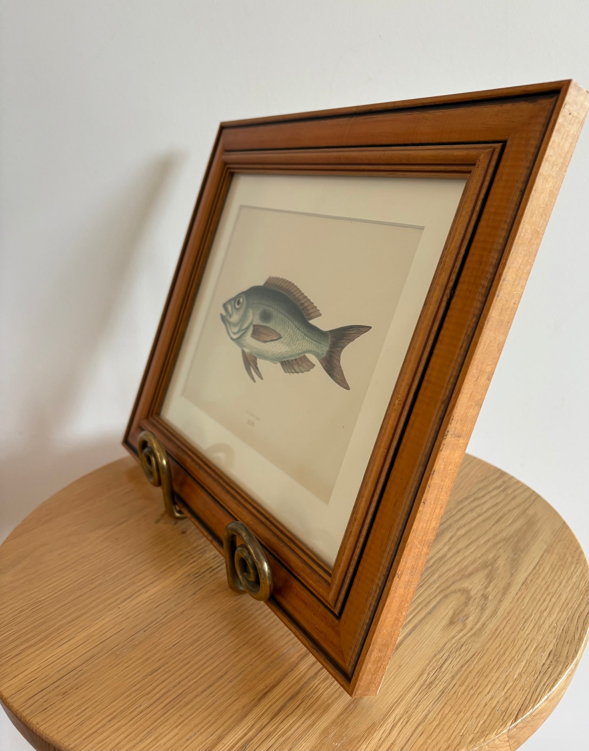 1860s Genuine antique fish engraving, hand coloured, framed original vintage wall art