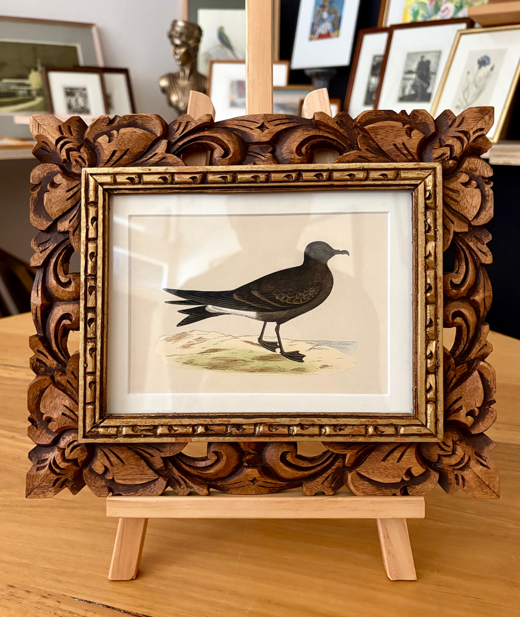 1860s Genuine antique, bird engraving, hand coloured, carved frame, original vintage art