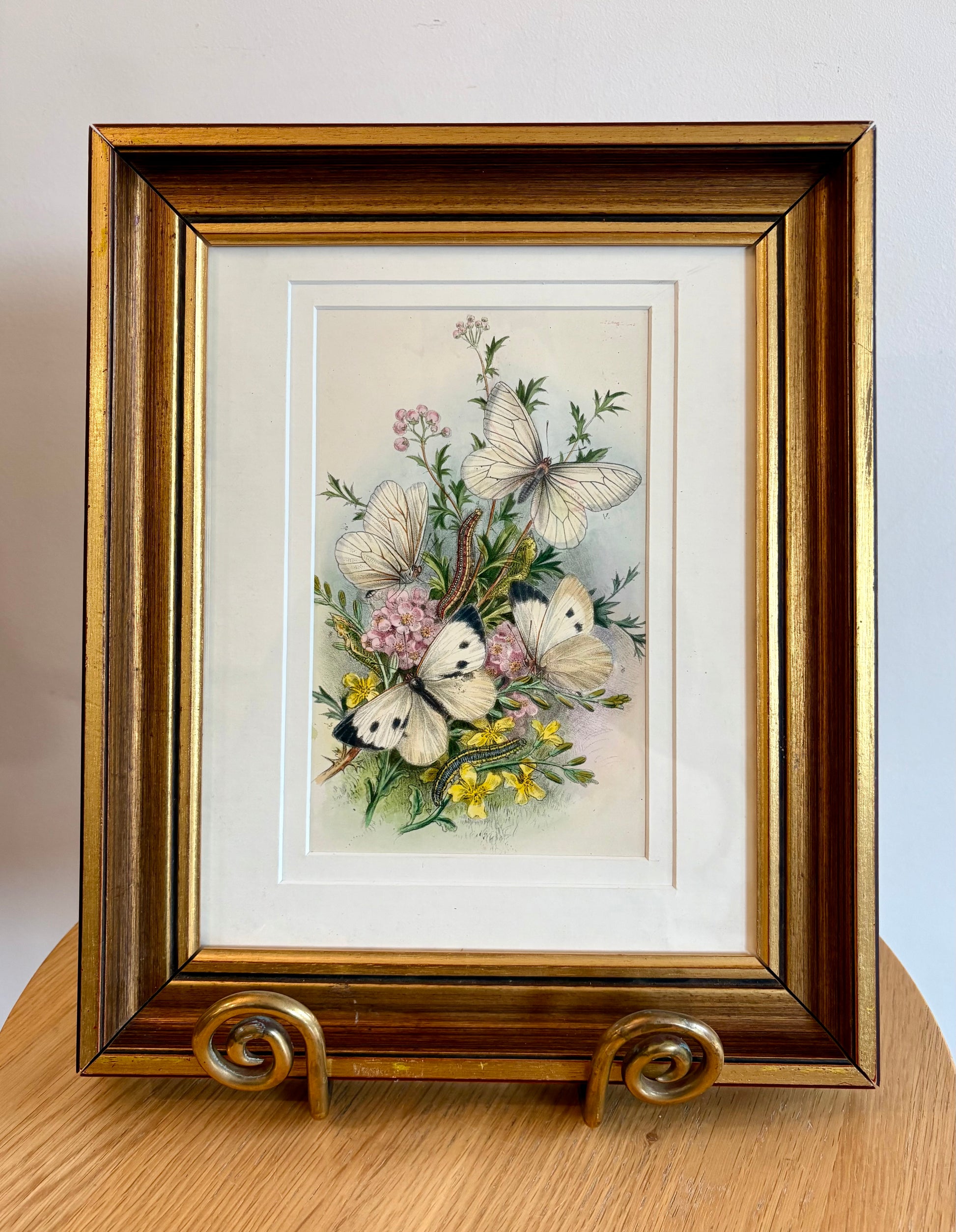 1859 Genuine antique butterfly lithograph with hand colouring, flowers, vintage framed art
