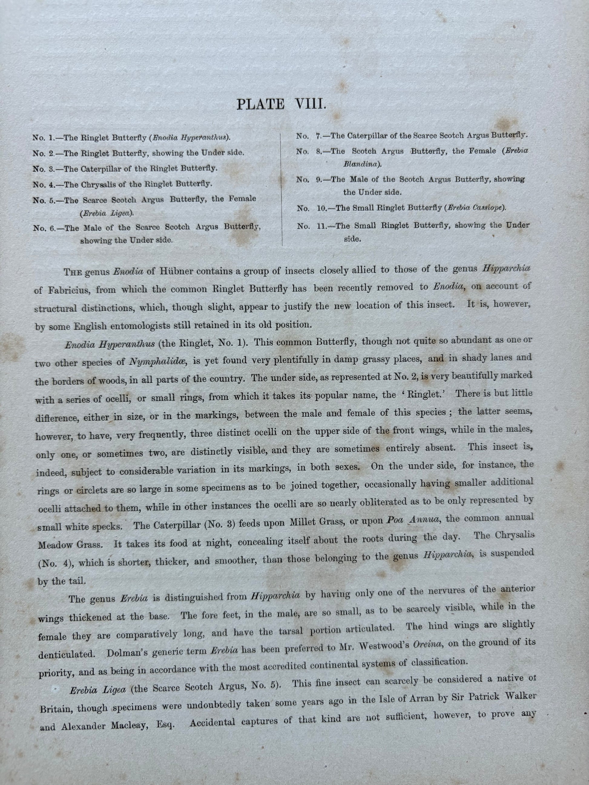 1840s Genuine antique butterfly lithograph with hand colouring, flowers, vintage art