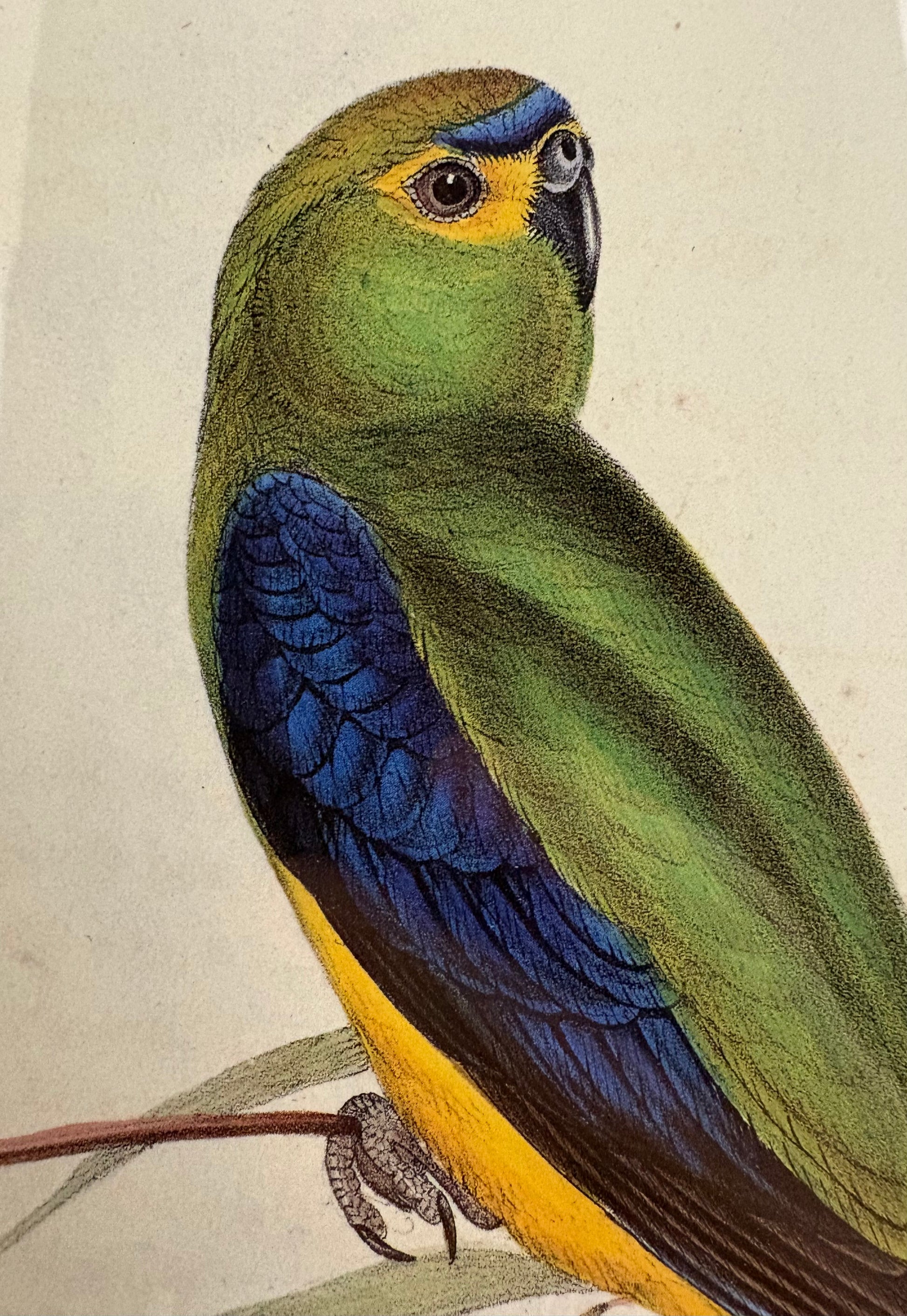 1989 Authentic limited edition 64/500 Gould print, Parakeet, vintage art