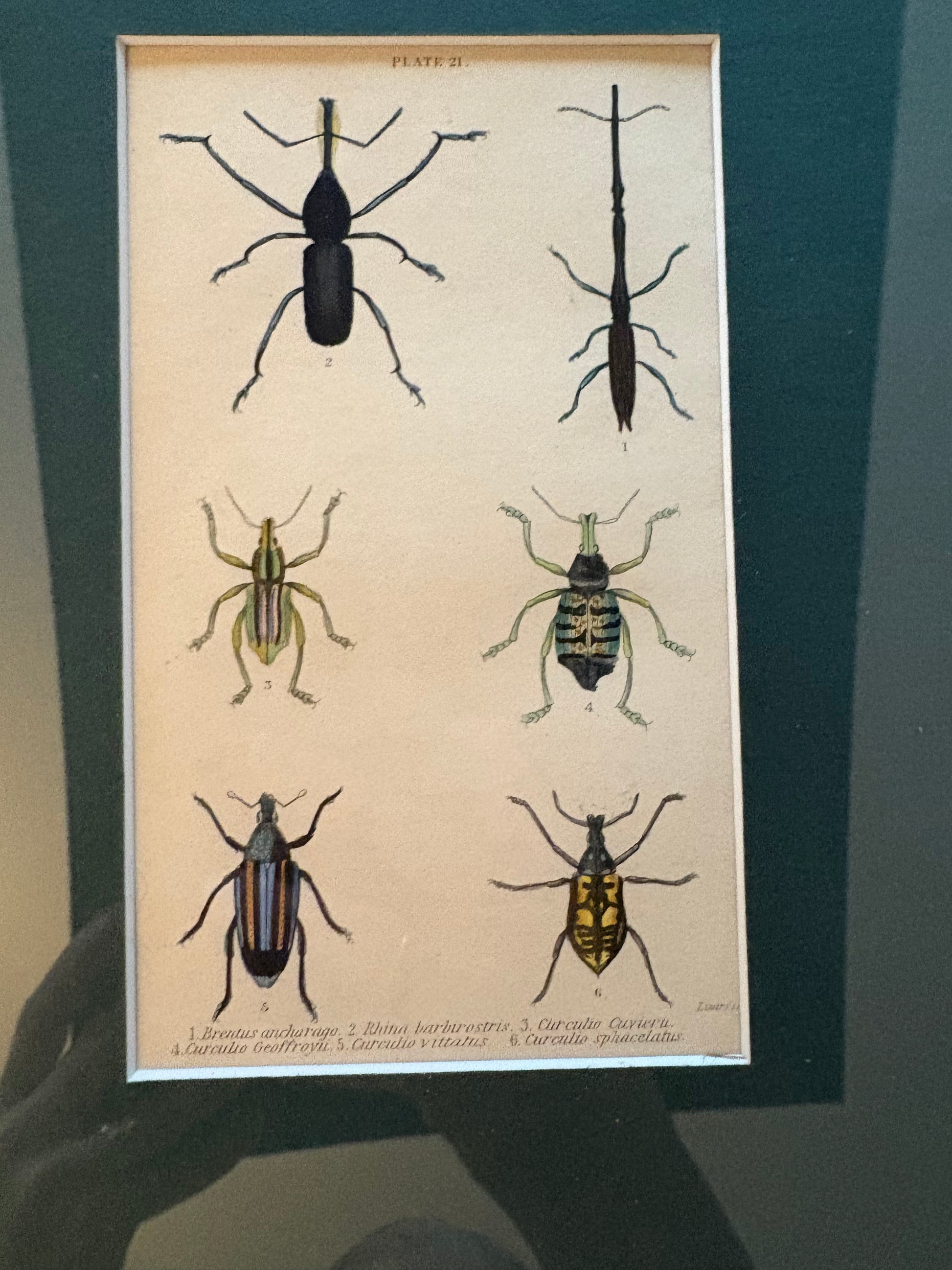 1835 genuine antique beetle artwork, hand coloured engraving, framed wall art, JamesDuncan,