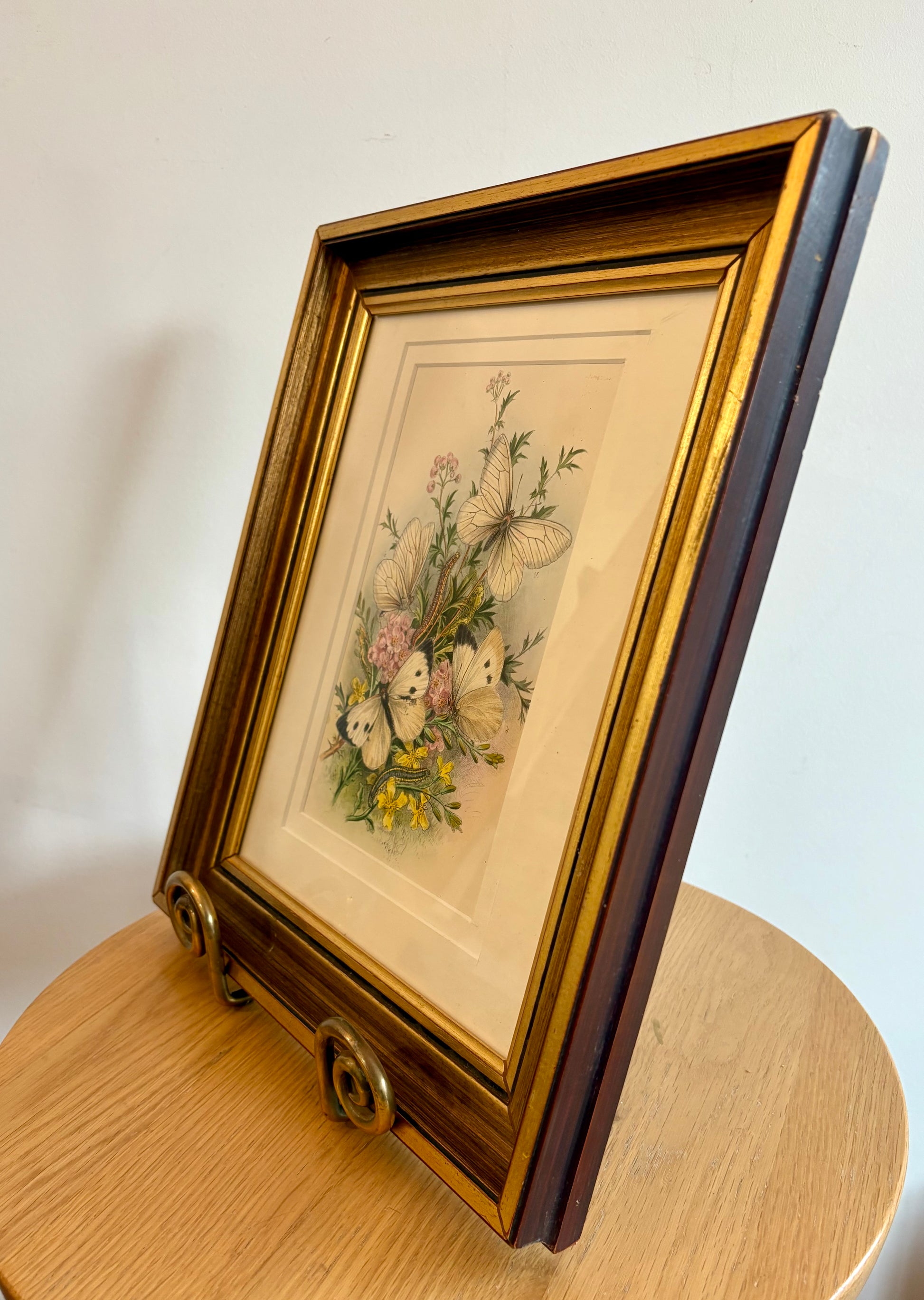 1859 Genuine antique butterfly lithograph with hand colouring, flowers, vintage framed art