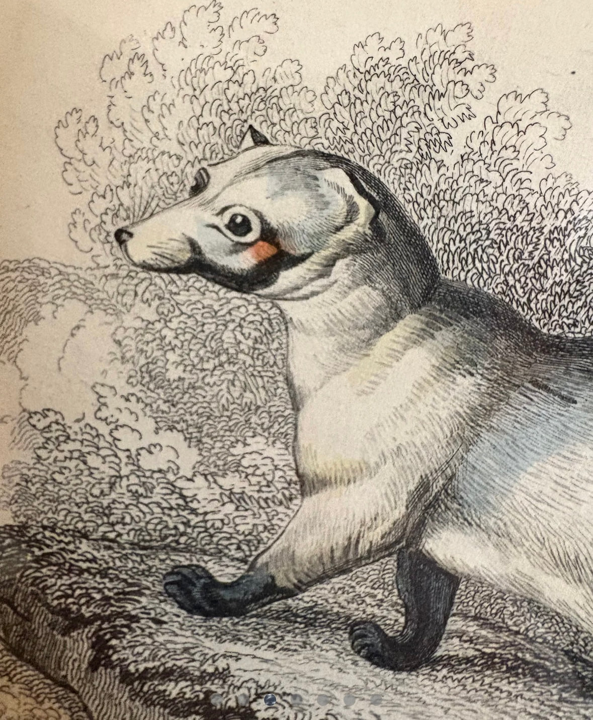 1830s Genuine antique, Palm Civet, engraving, hand coloured, framed original vintage wall art