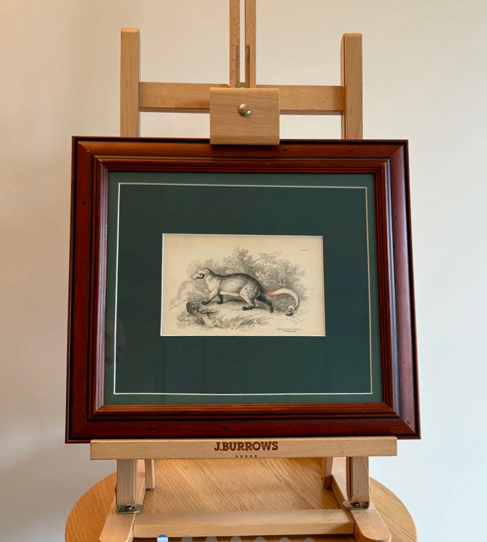 1830s Genuine antique, Palm Civet, engraving, hand coloured, framed original vintage wall art