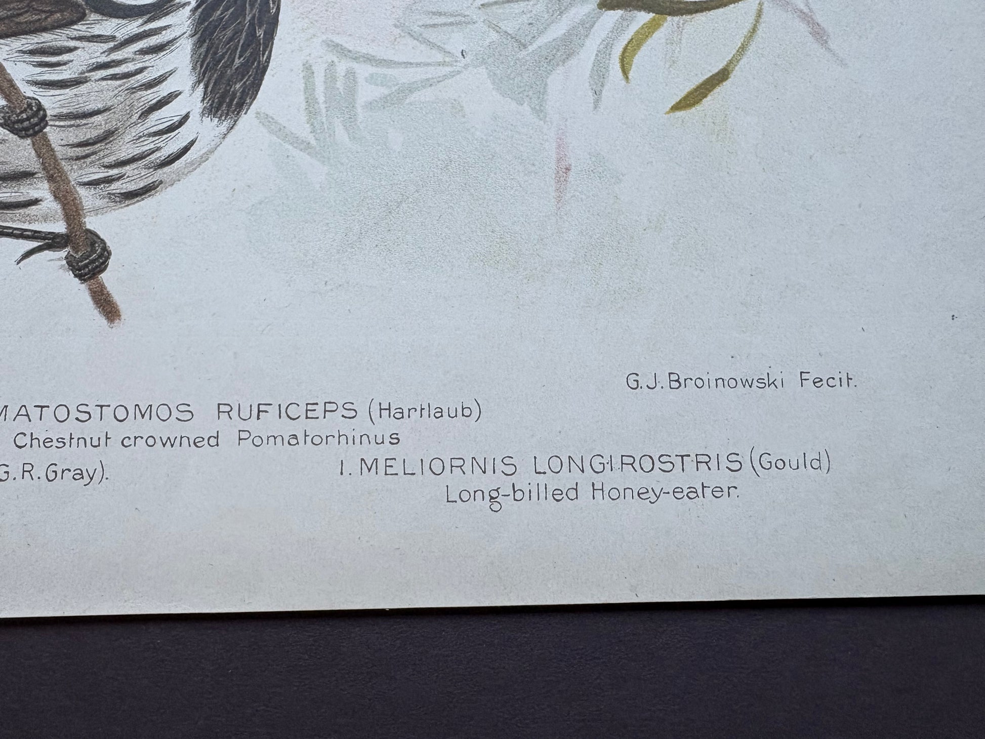 1891 Antique lithographic print, Gracius Broinowski, White-tailed Kingfisher, Australian birds, unframed art