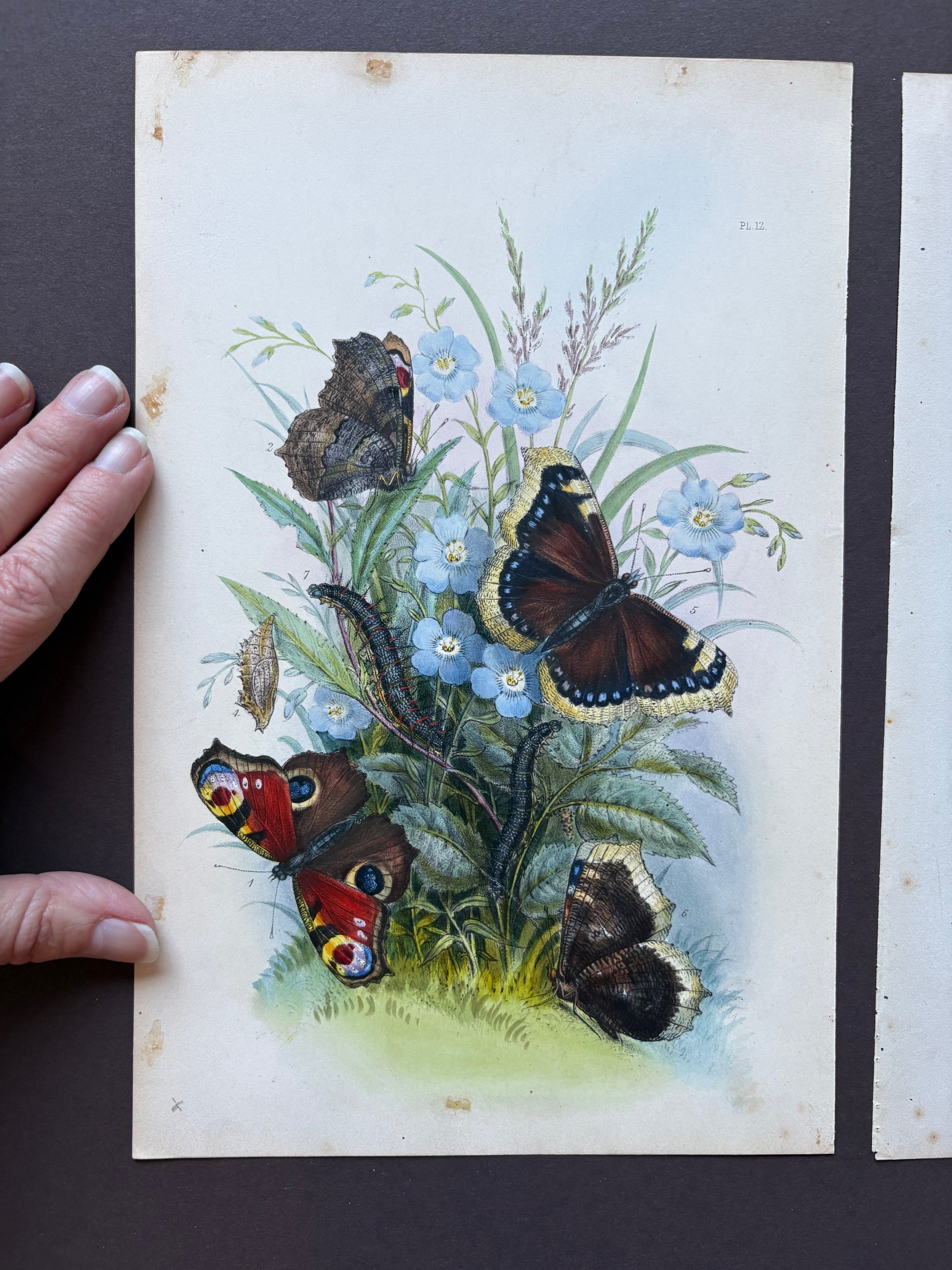 1840s Genuine antique butterfly lithograph with hand colouring, flowers, vintage art