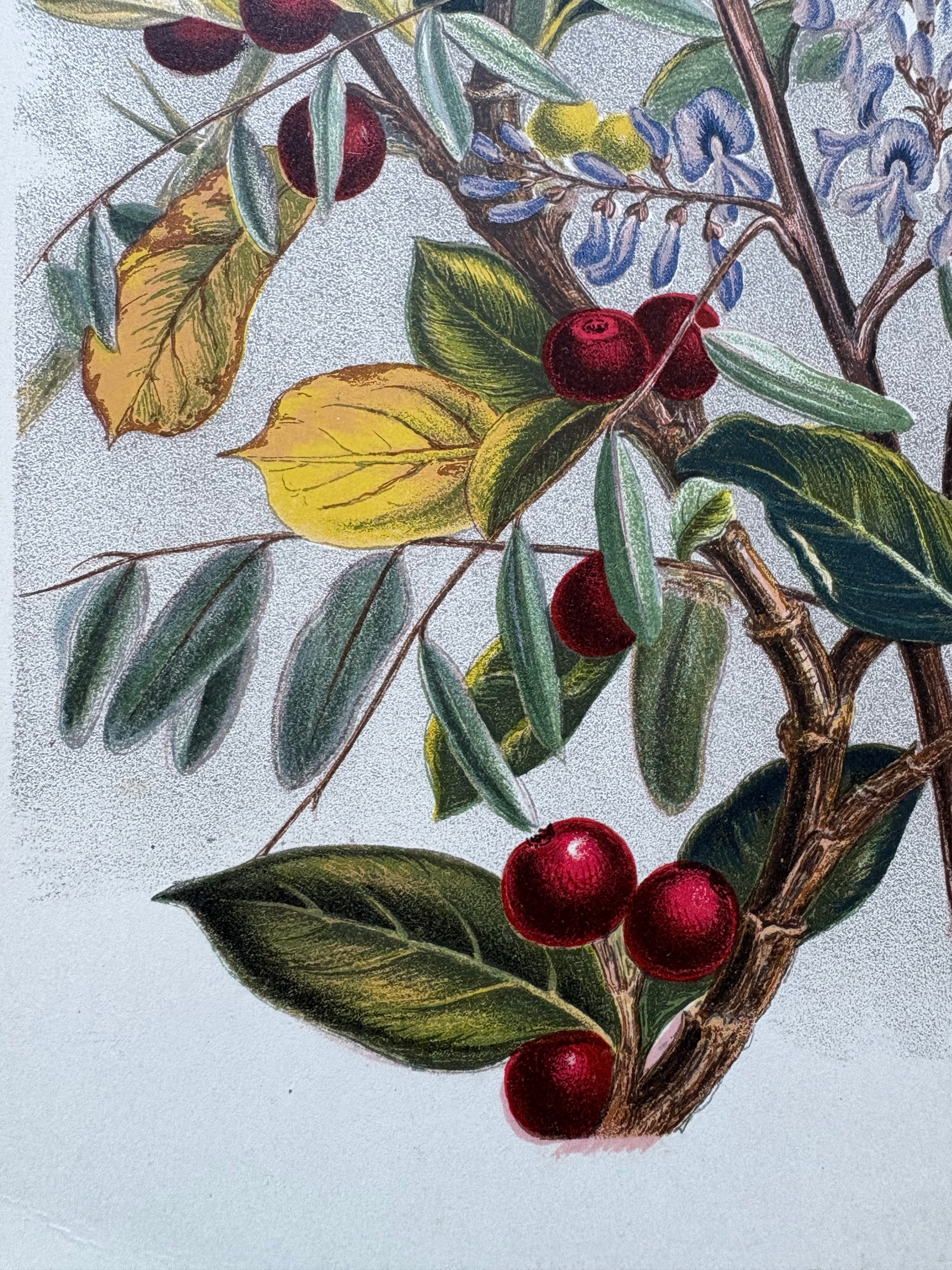 1891 Antique chromolithograph, Louisa A Meredith, Australian, botanical art, butterfly