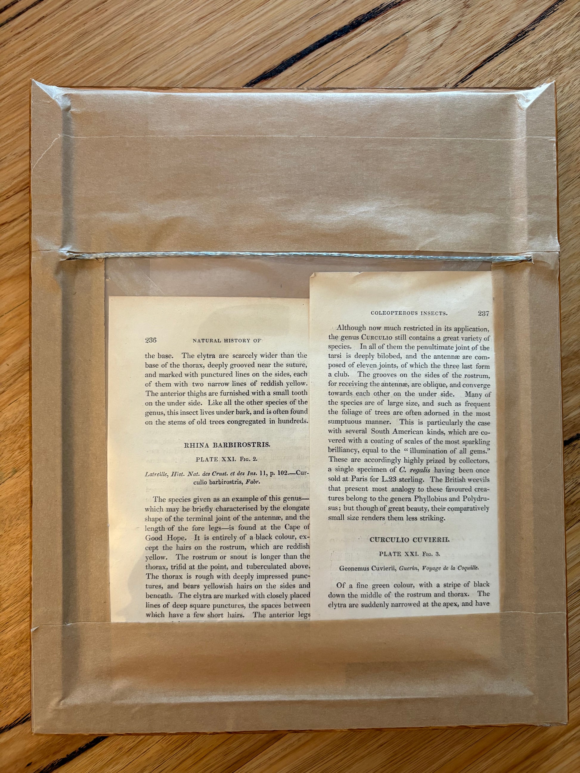 1835 genuine antique beetle artwork, hand coloured engraving, framed wall art, JamesDuncan,