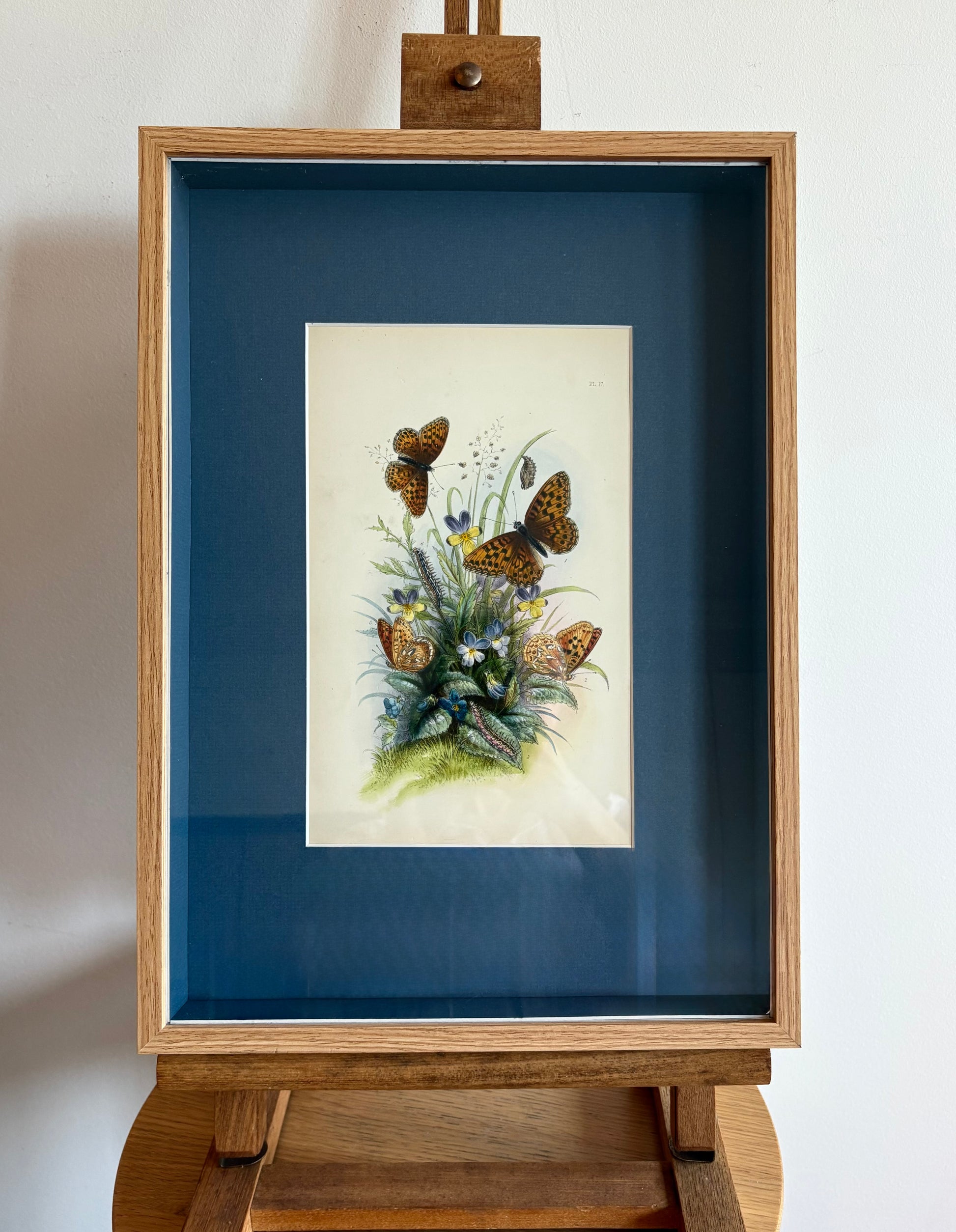 1840s Genuine antique butterfly lithograph with hand colouring, flowers, vintage framed art