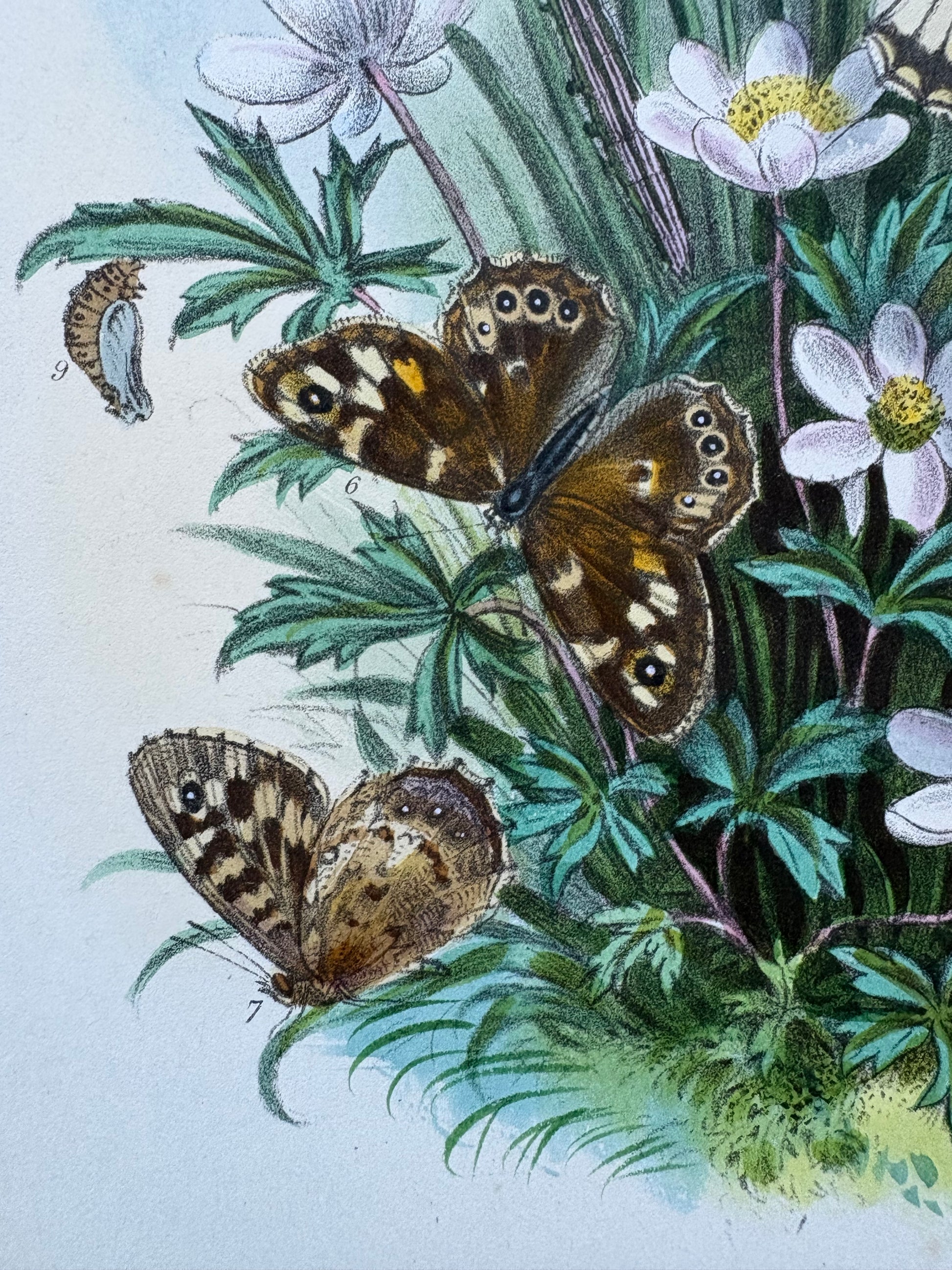 1840s Genuine antique butterfly lithograph with hand colouring, flowers, vintage art