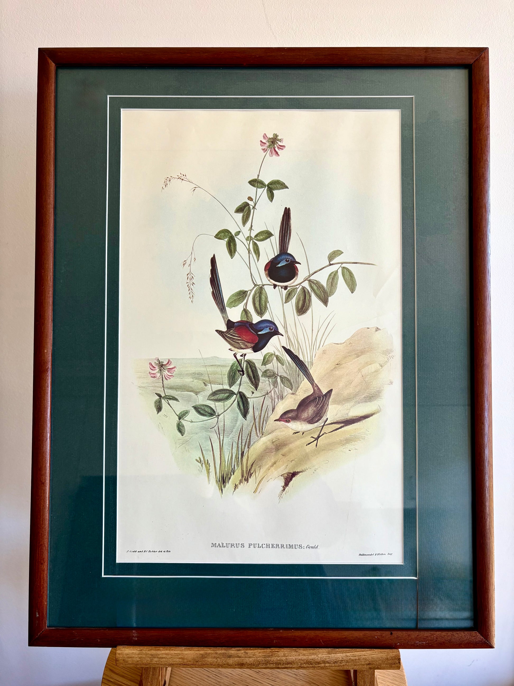 Gould "Birds of Australia" 1972 print of Blue Wrens, vintage framed art
