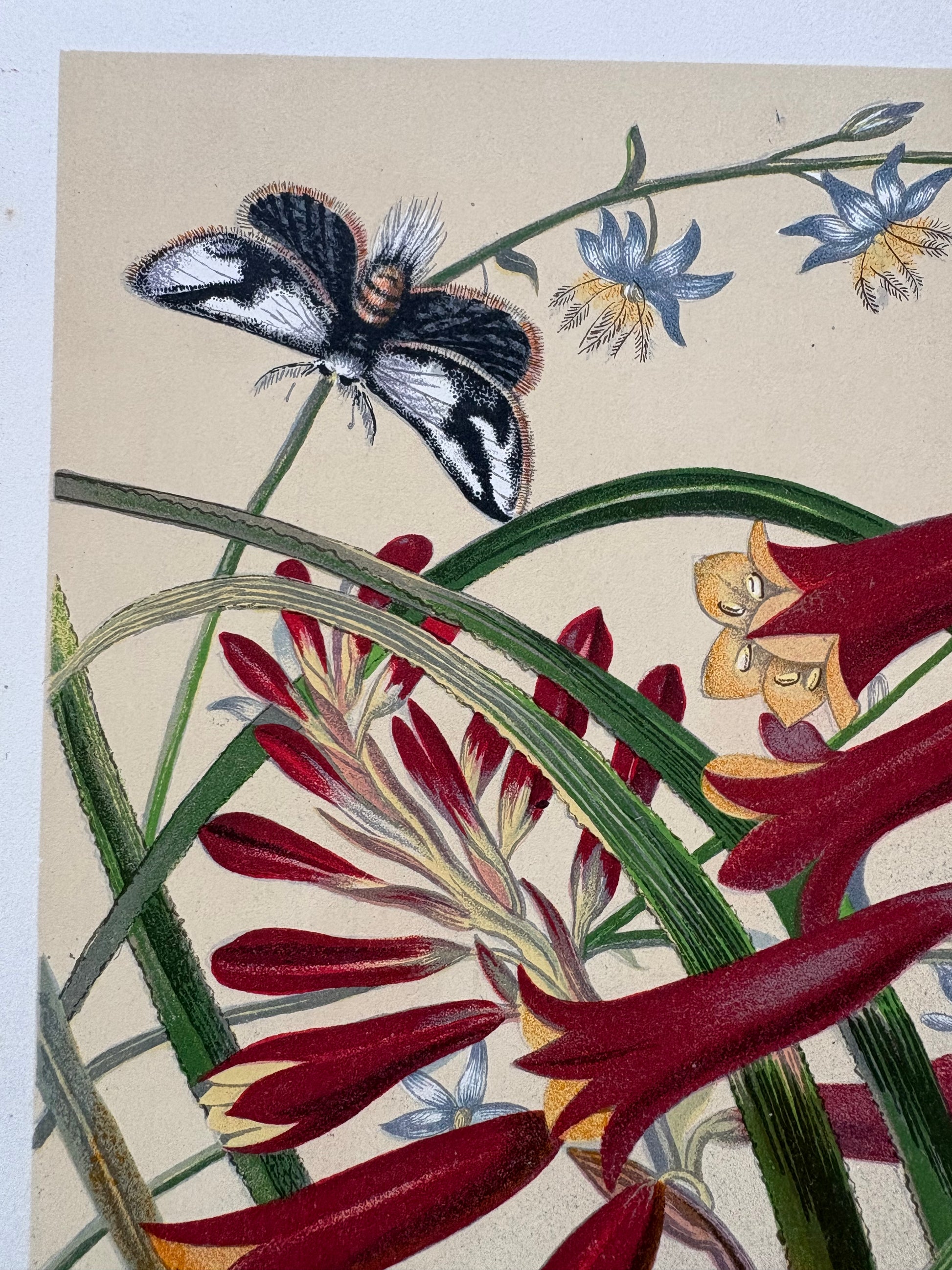 1891 Antique chromolithograph, Louisa A Meredith, Australian, botanical art, butterfly