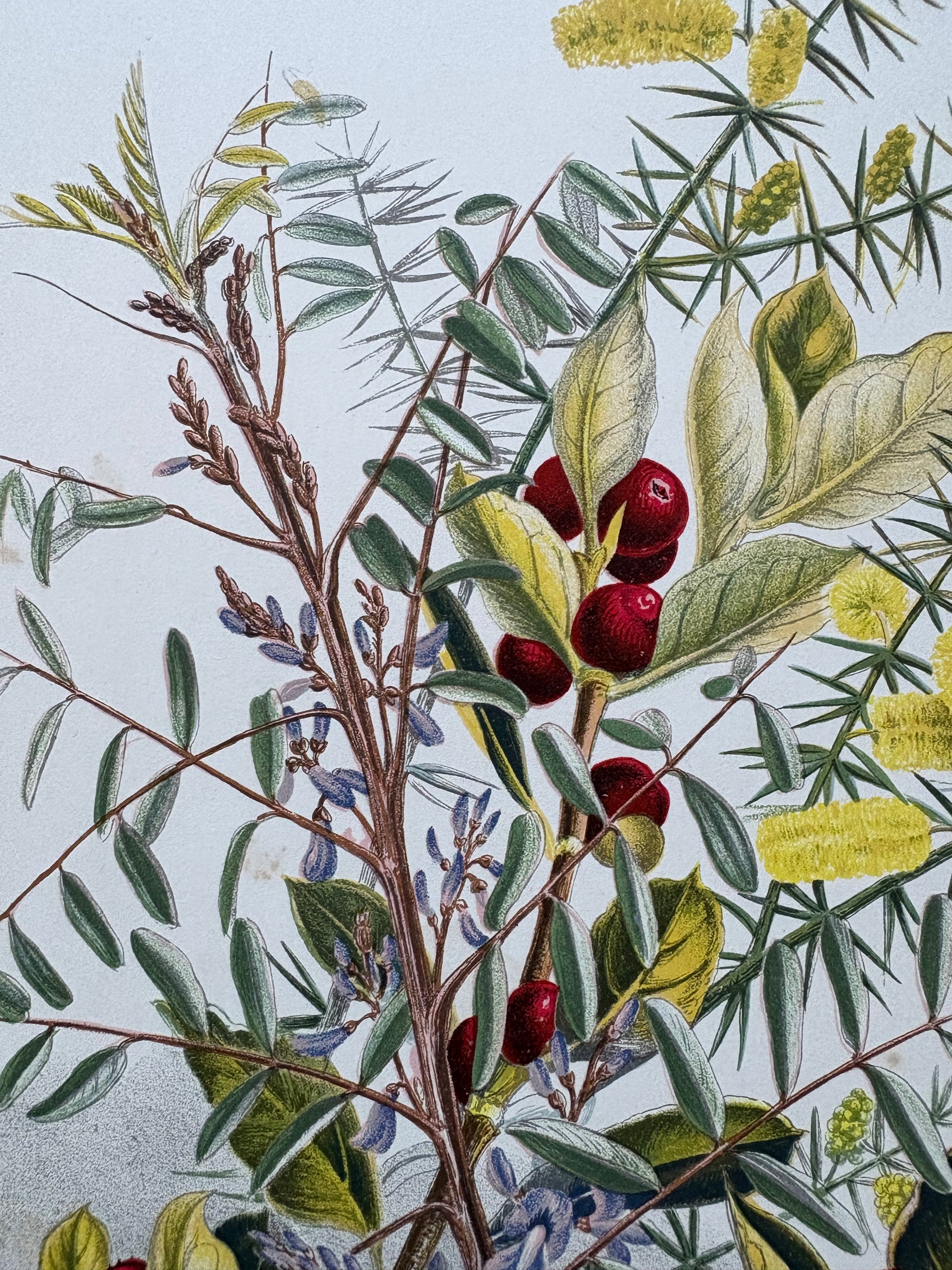 1891 Antique chromolithograph, Louisa A Meredith, Australian, botanical art, butterfly