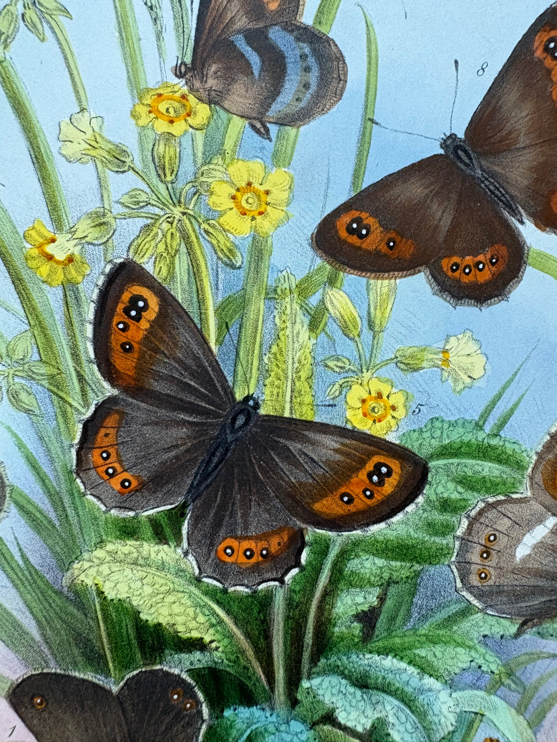 1840s Genuine antique butterfly lithograph with hand colouring, flowers, vintage art