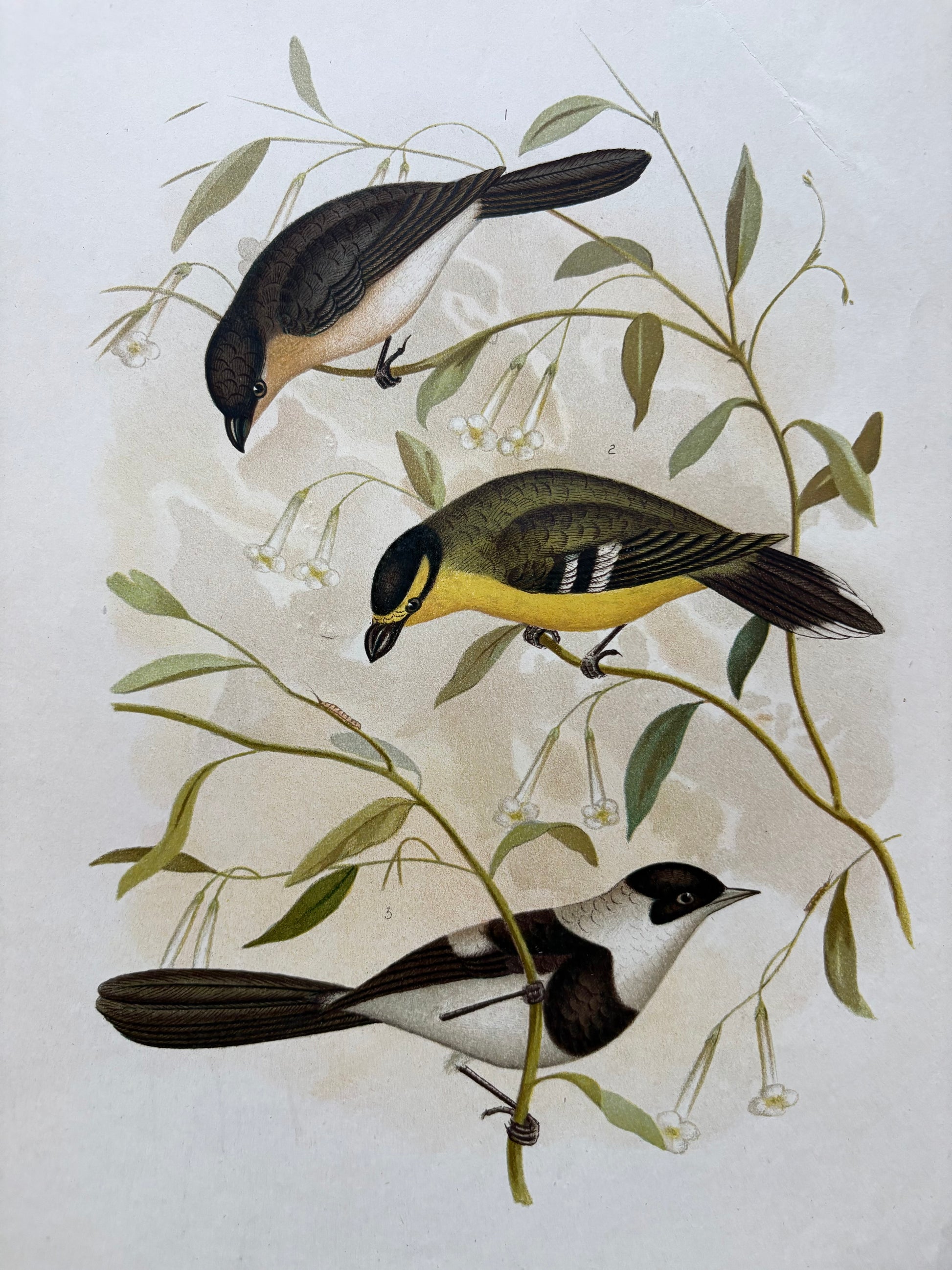 1891 Antique lithographic print, Gracius Broinowski, Honeyeater, Australian birds, unframed art
