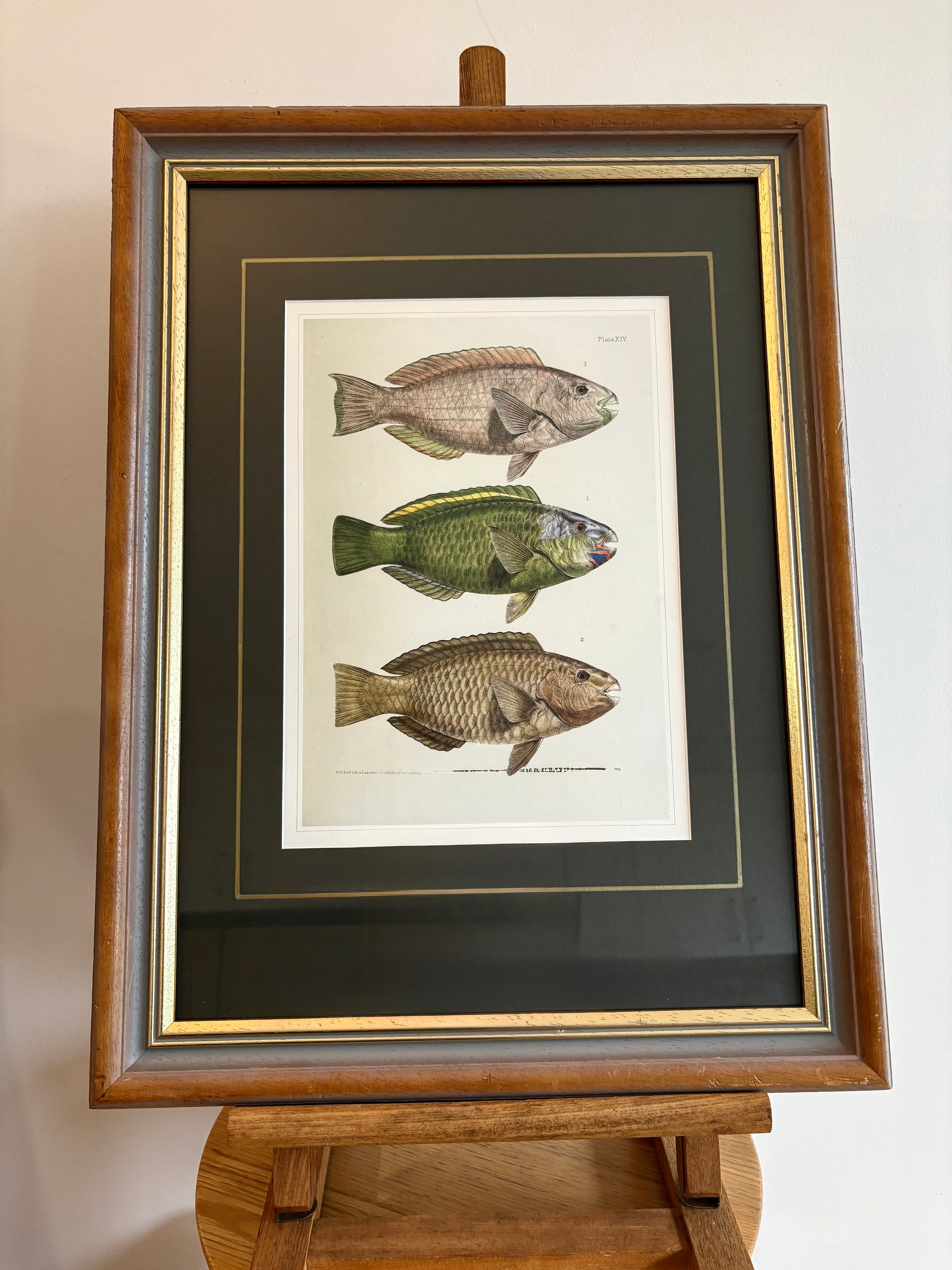 Vintage print, colourful parrot fish, framed wall art, vintage fishing print