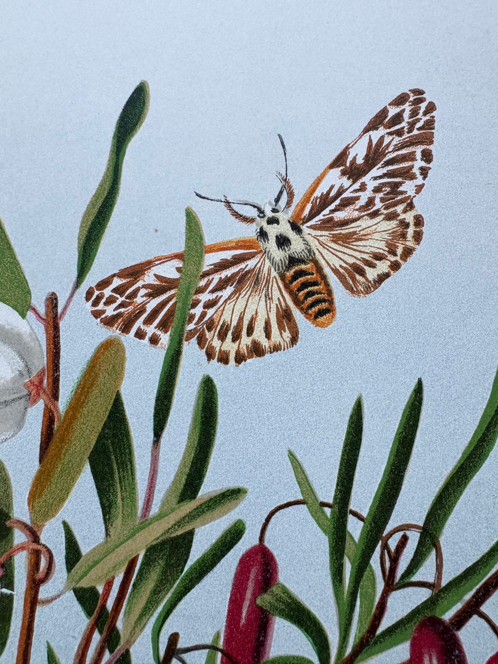 1891 Antique chromolithograph, Louisa A Meredith, Australian, botanical art, Lily