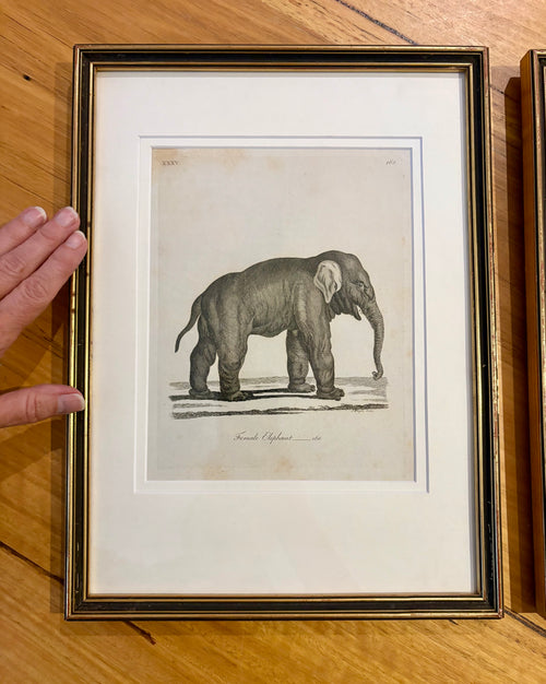 1793 Antique elephant engravings, J Webber, pair, framed vintage art