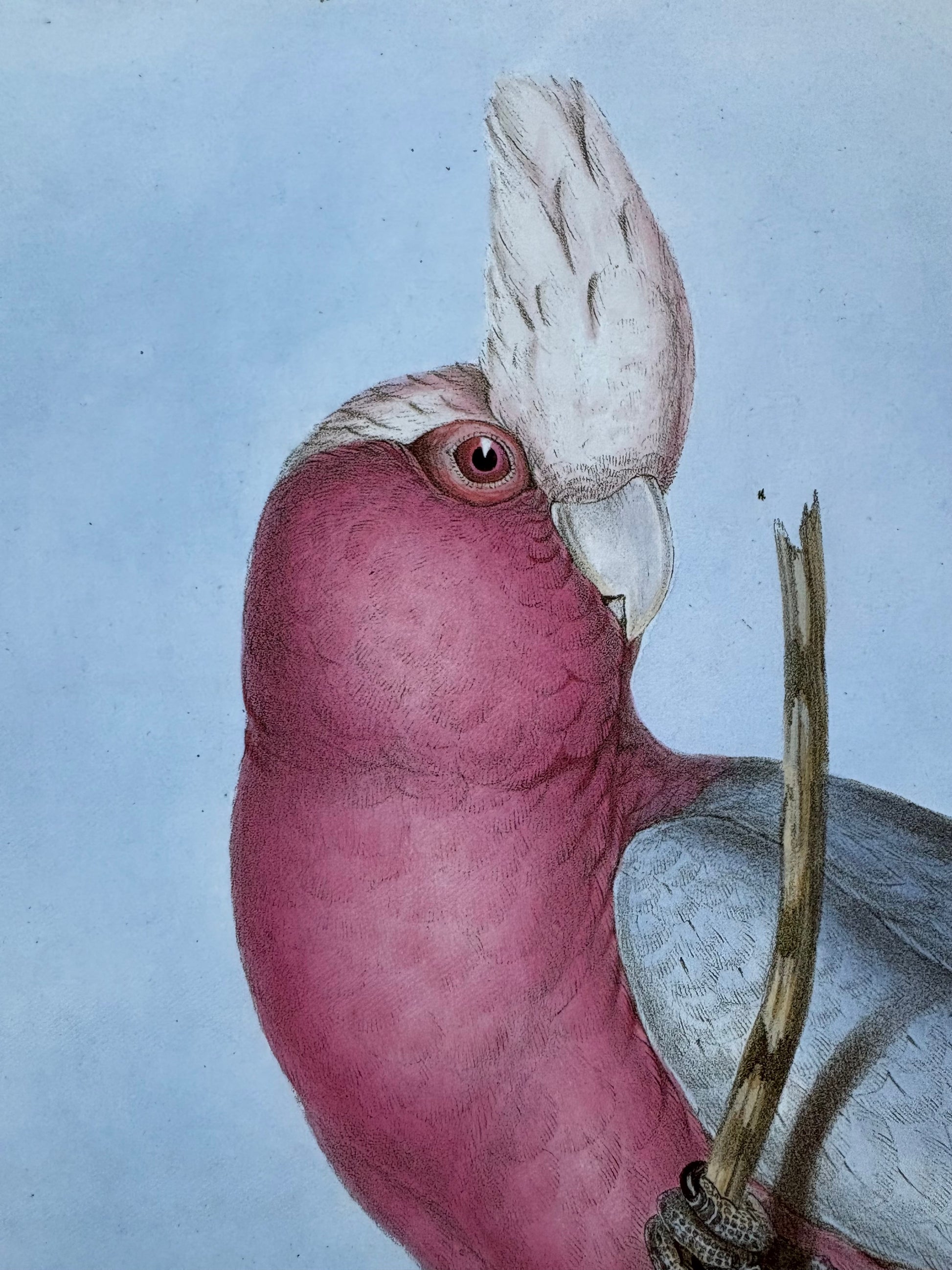 1989 Authentic limited Edition Gould print, Pink Cockatoo, vintage art