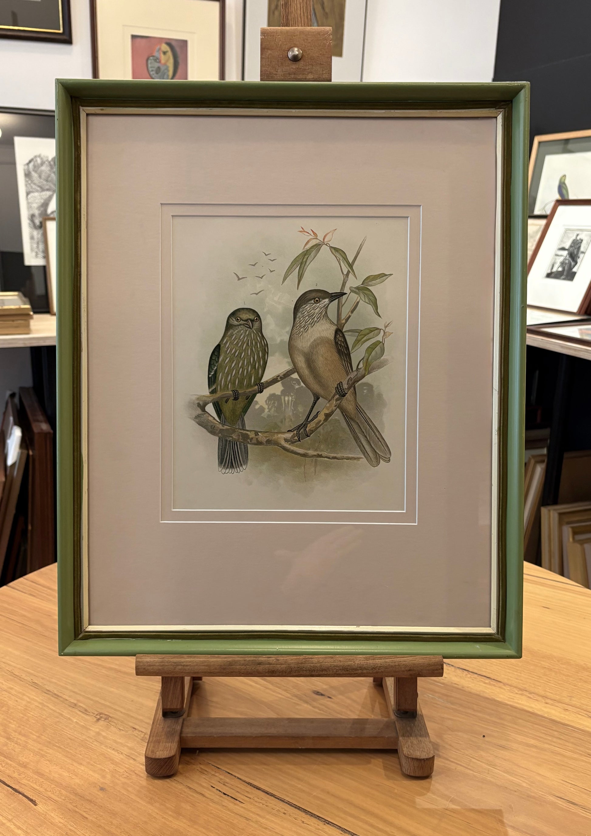 1891 Antique lithographic print, Gracius Broinowski, Bowerbird, Australian birds, framed art