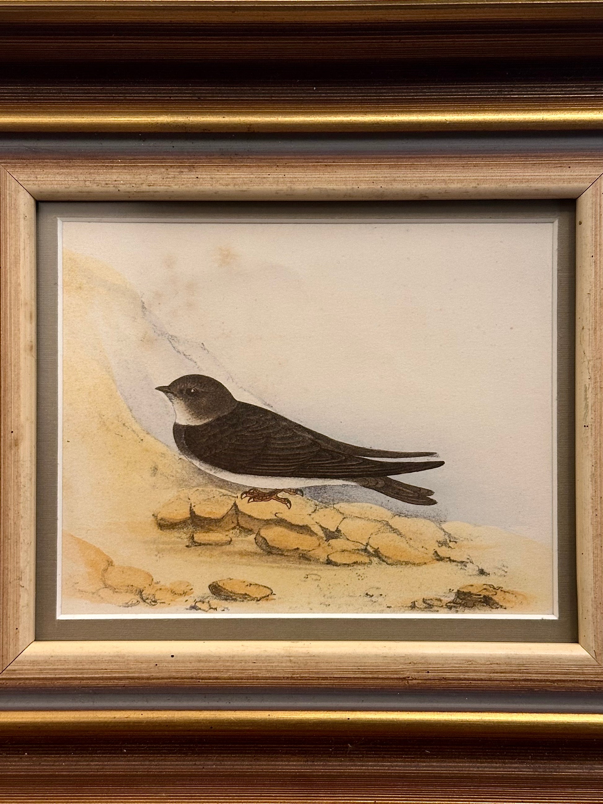 1850s Genuine antique, bird engraving, hand coloured, framed original vintage art