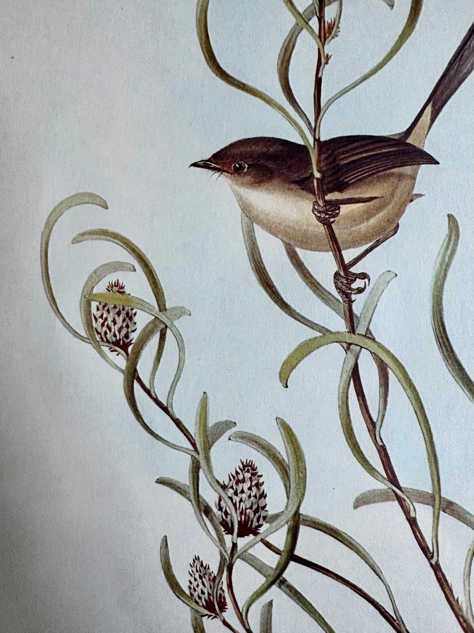 Gould "Birds of Australia" 1972 print of Blue Wrens, vintage framed art