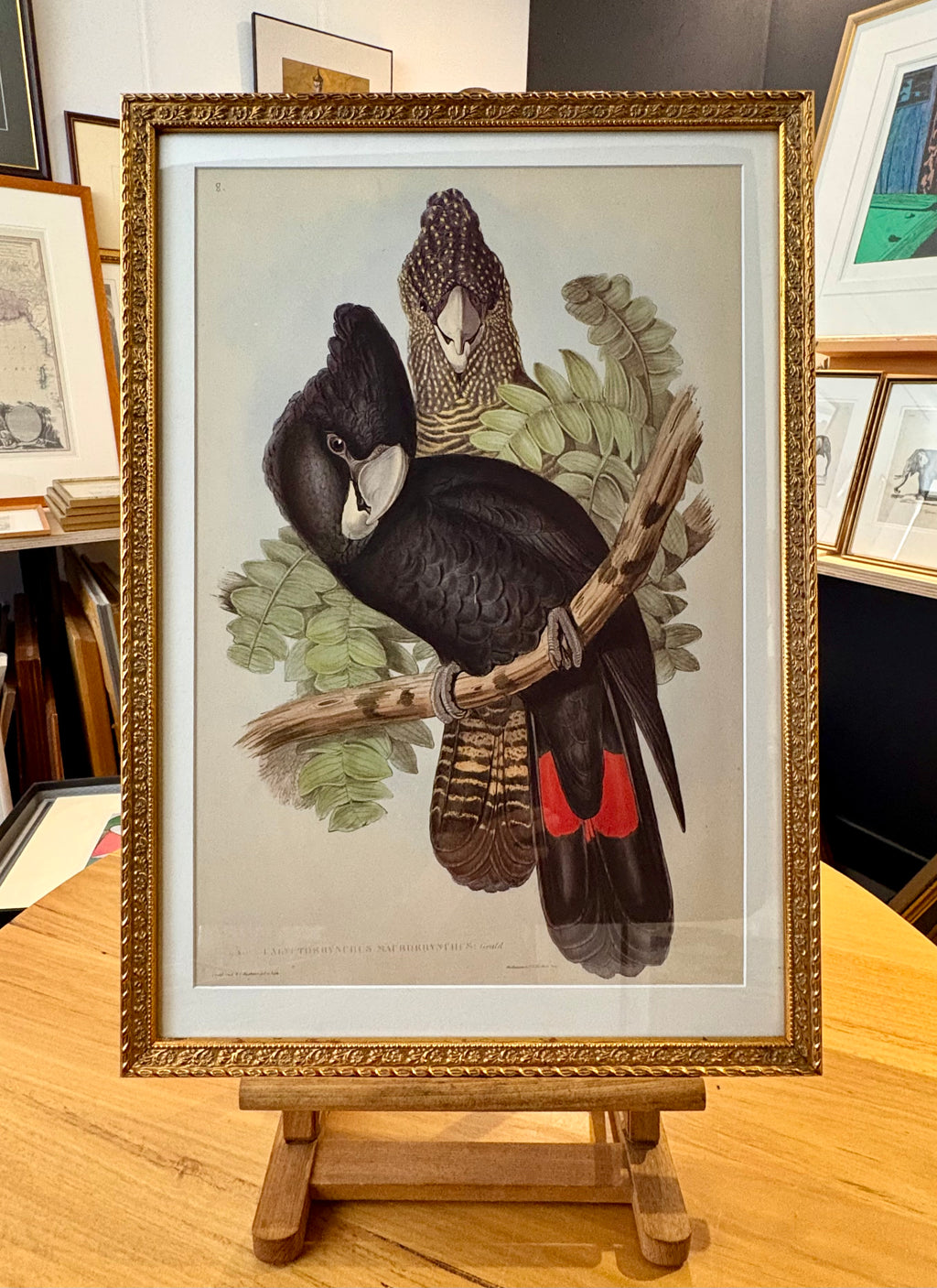 1989 Authentic limited Edition Gould print, Black Cockatoo, vintage art