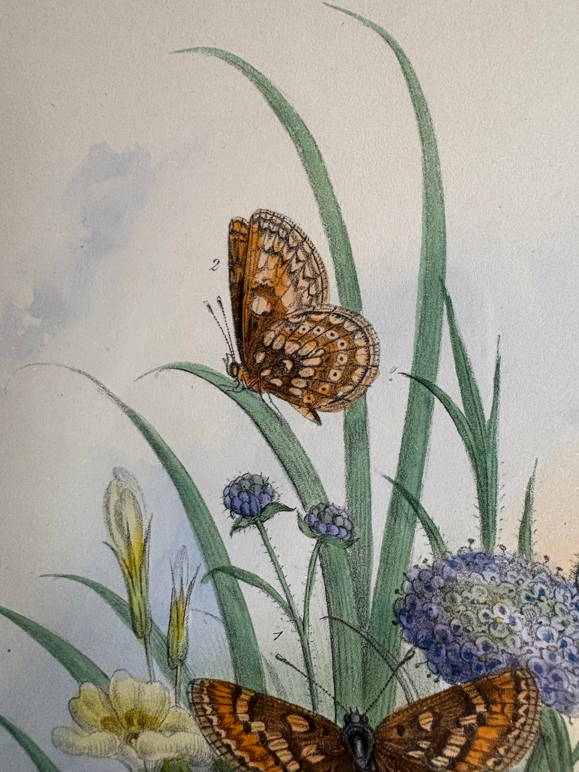 1840s Genuine antique butterfly lithograph with hand colouring, flowers, vintage framed art
