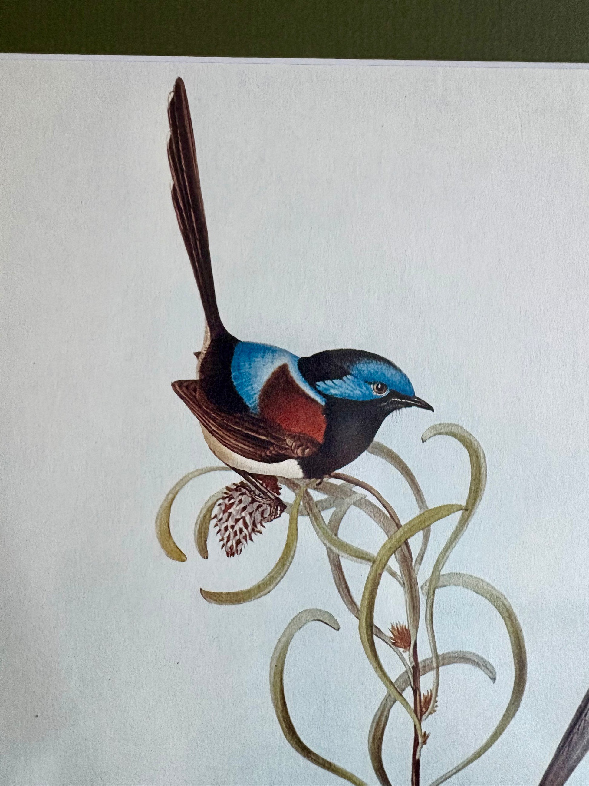 Gould "Birds of Australia" 1972 print of Blue Wrens, vintage framed art